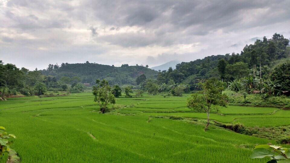 Cinnamon-Eco-Lodge-Rice-Paddies14064138_750680111740388_2625938103155176065_n.jpg