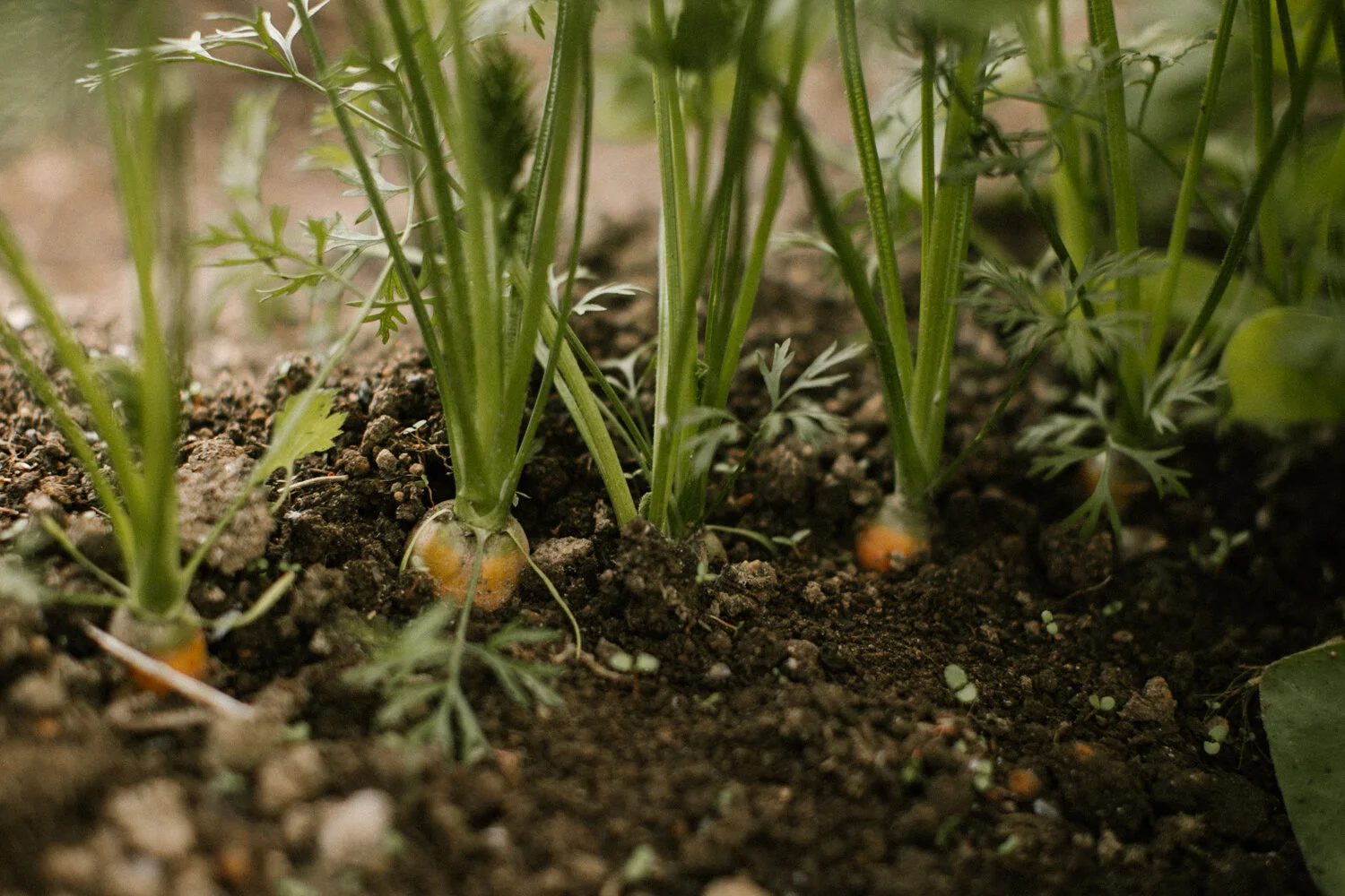carrots-101-2.jpg