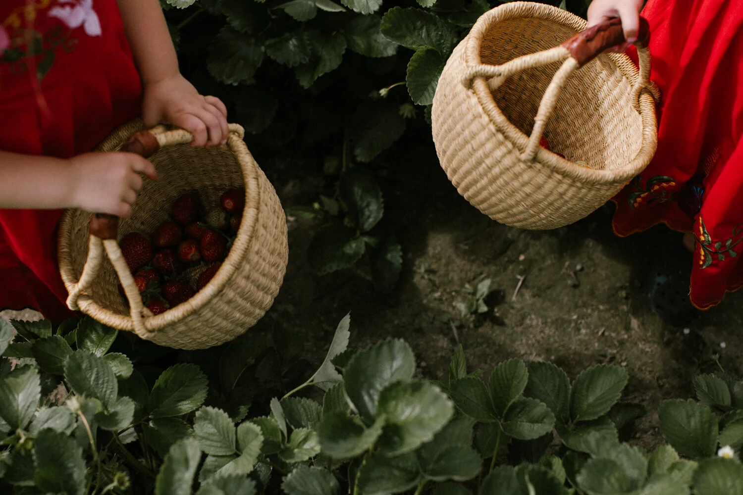 A Slow Summer in the Garden  and A Few Favorite Recipes