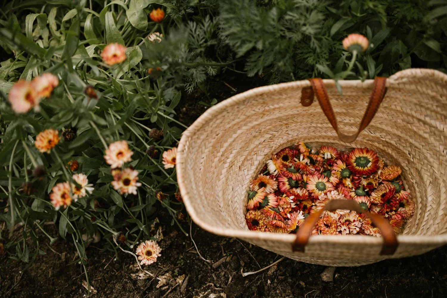 calendula-101.jpg
