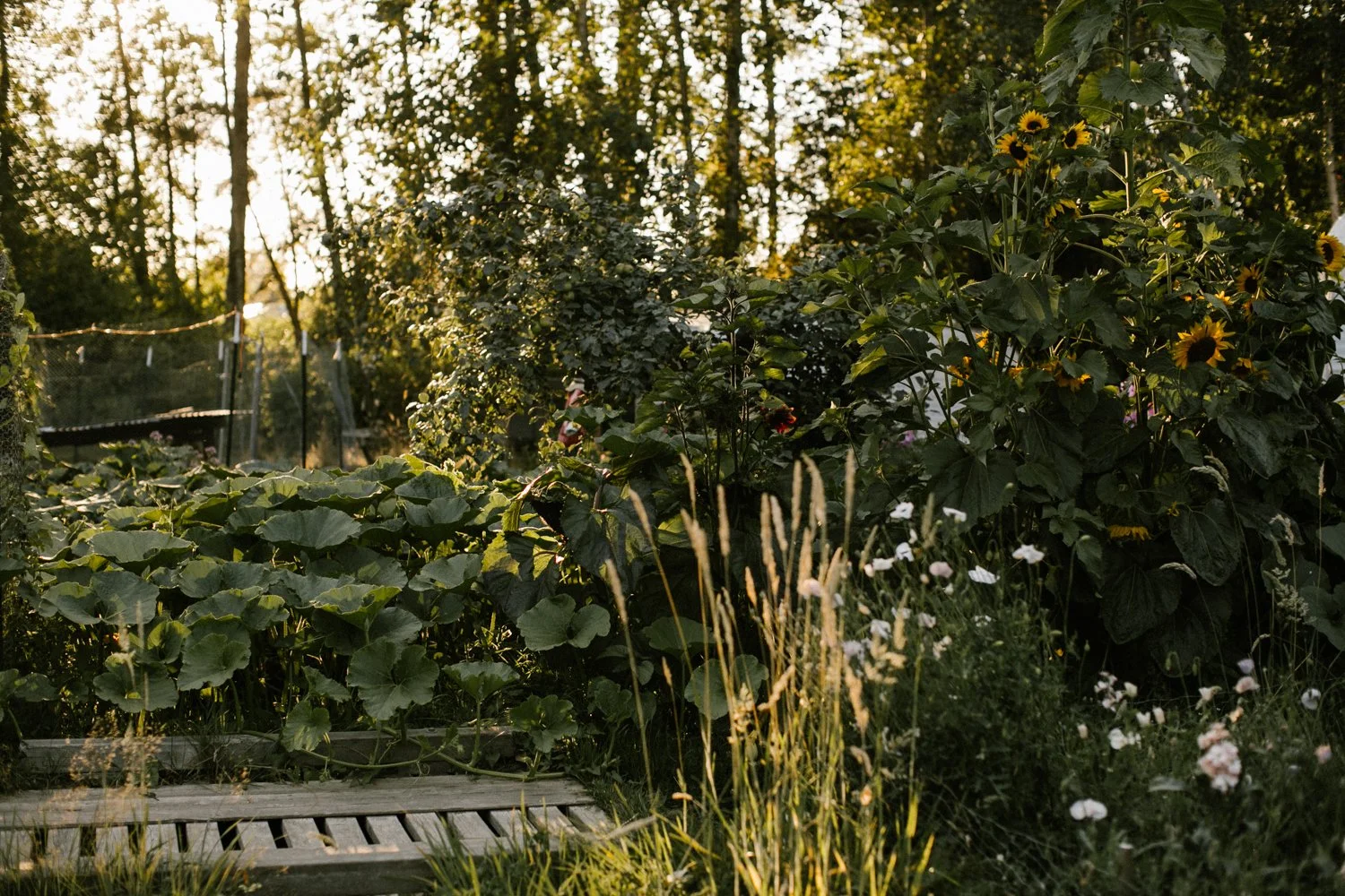 summer-106.jpg