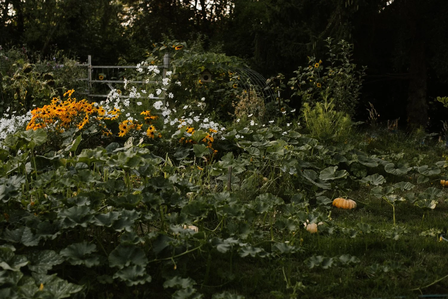 Seed to Seed: A Song of Home