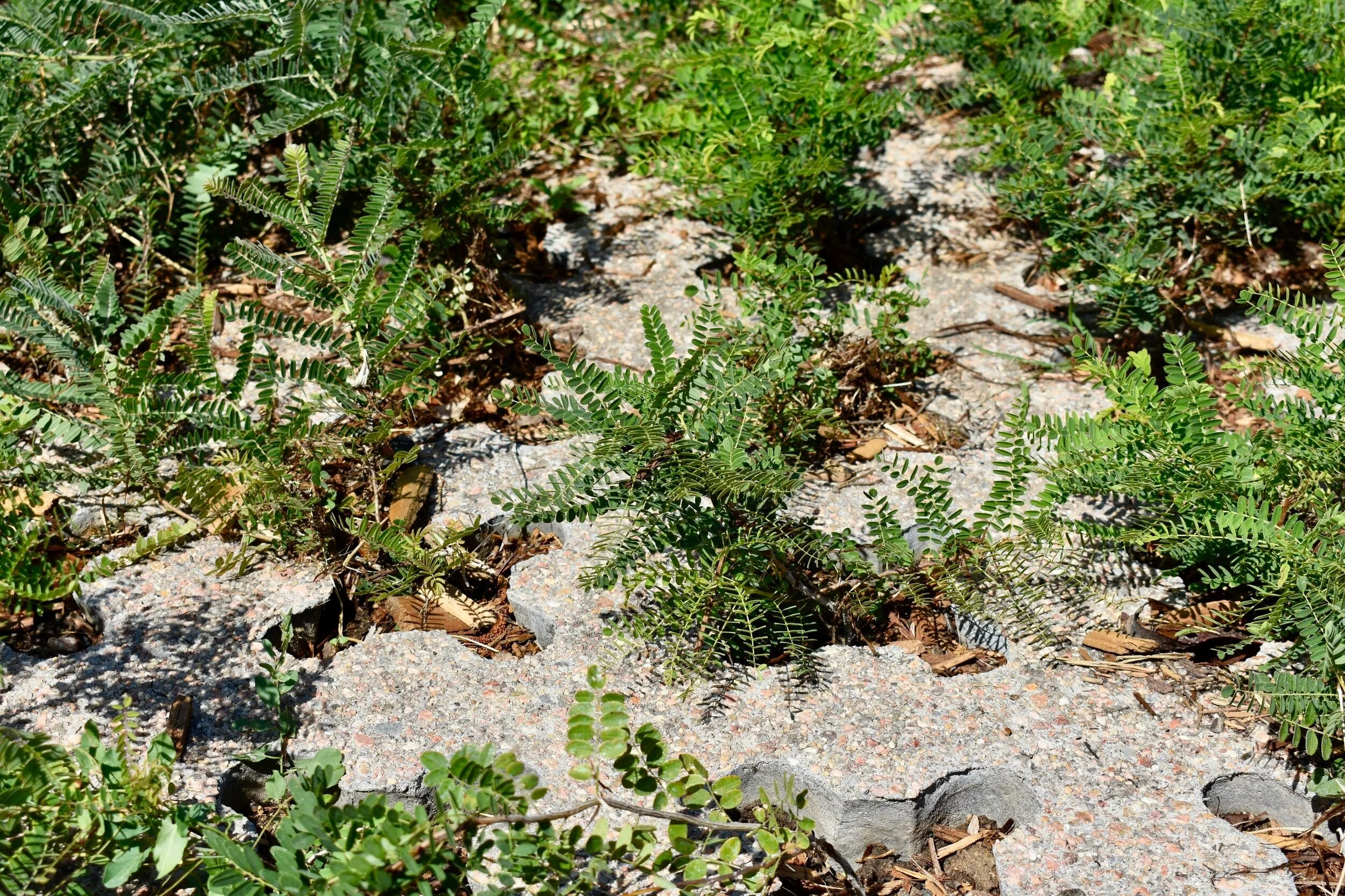 Grasscrete Detail Work by The Art of Concrete