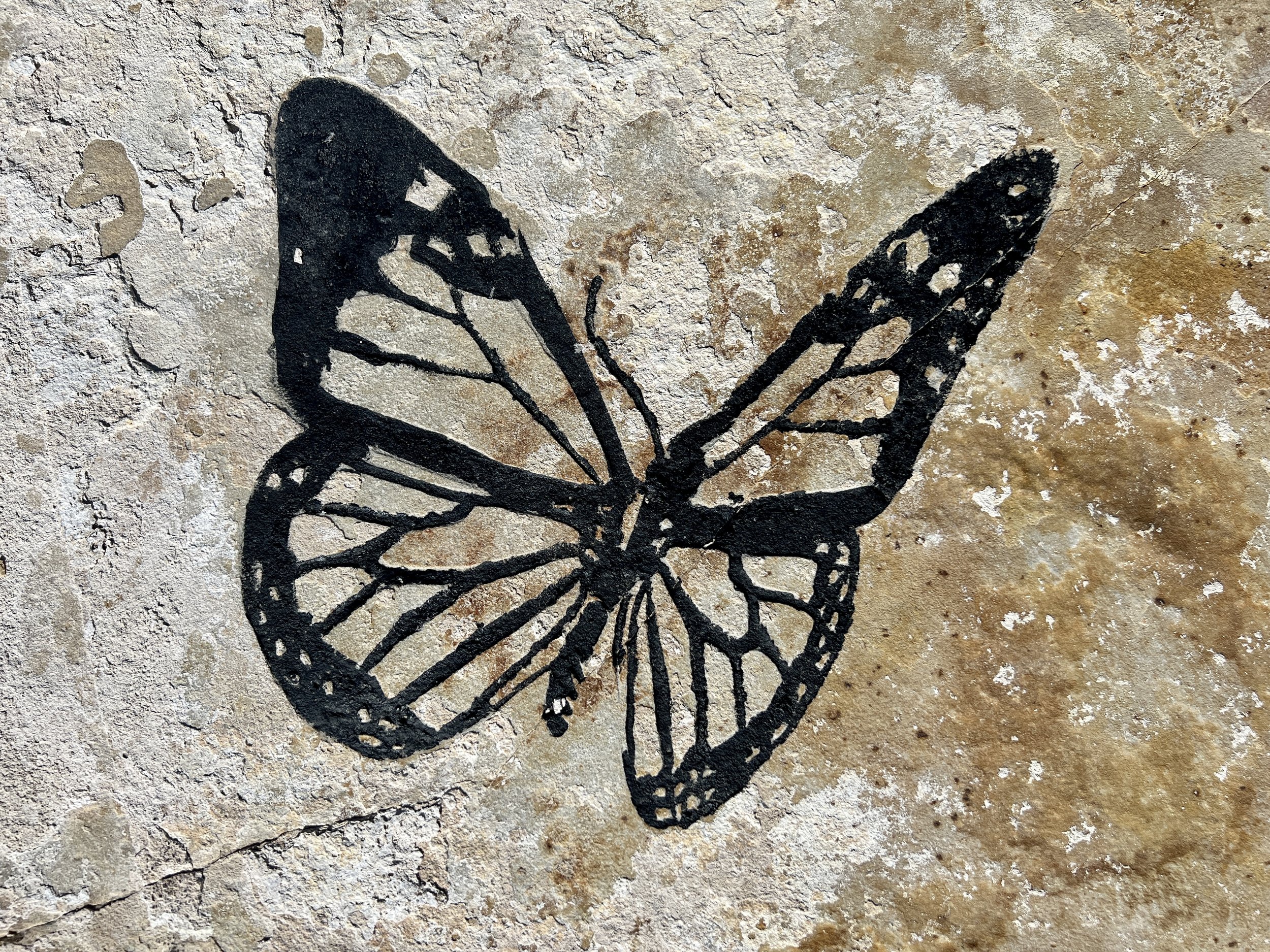 Butterfly on rock