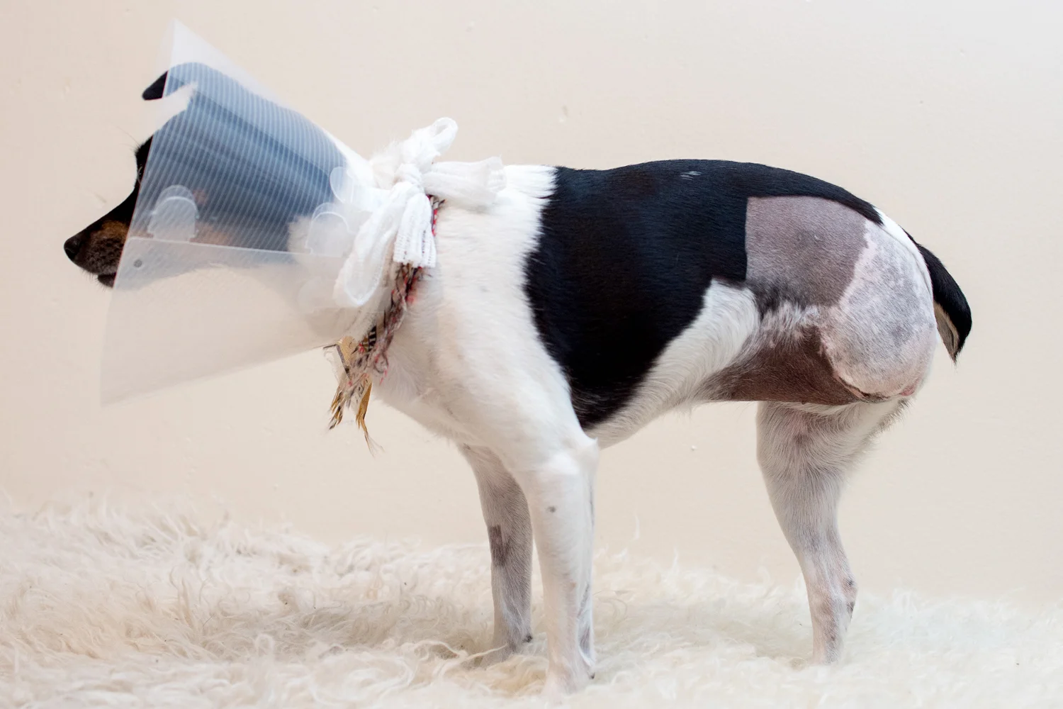 conedogs-12june-selects-39.jpg