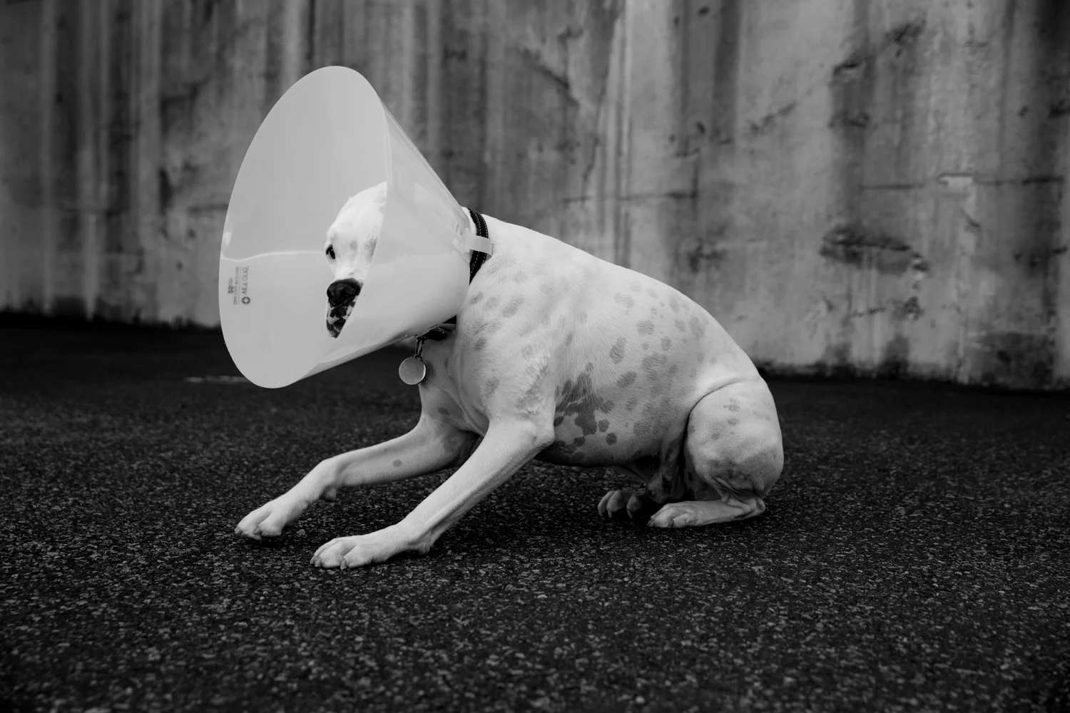 conedogs-12june-selects-56.jpg
