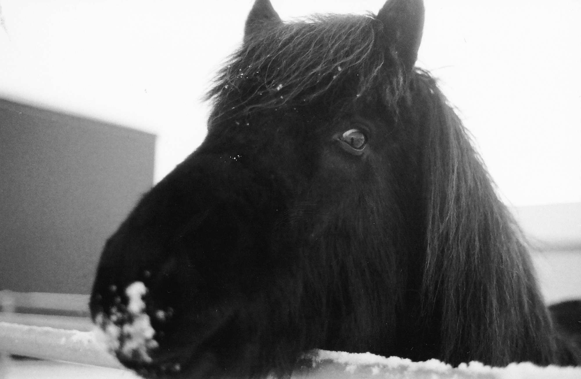 I brought one roll of film to Iceland – here's one of my favorite film photos from the trip. The horses are just so dang cute!
