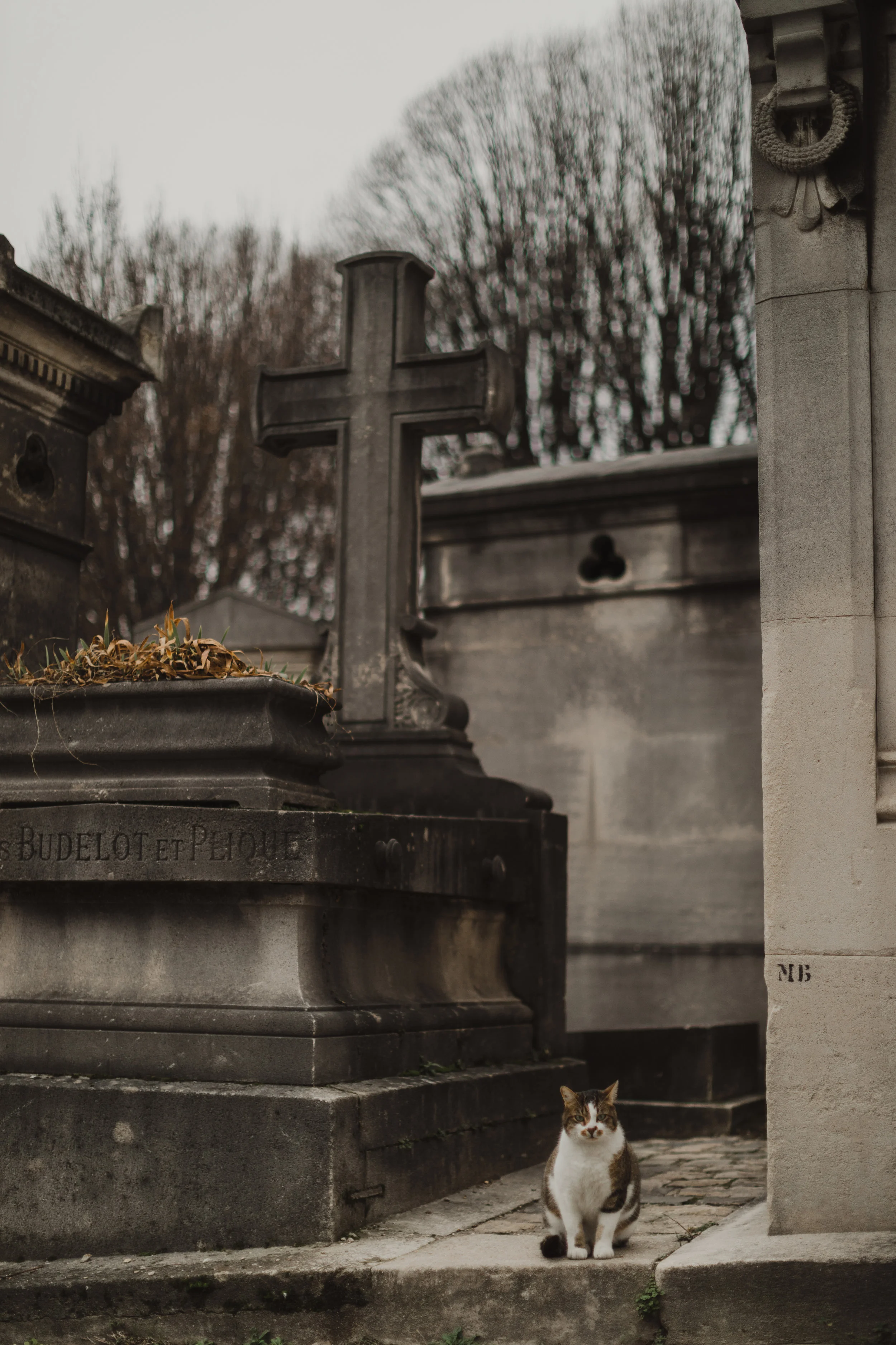 The sweetest cat hanging out in the cemetery Pere Lachaise