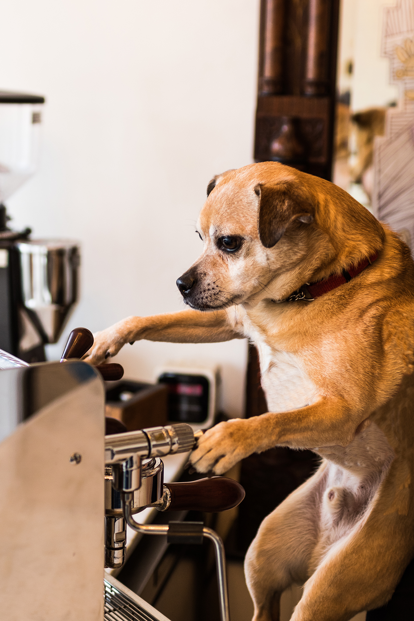 JMP_Bailey Coffee_Apr1 2017-4836_V2.jpg