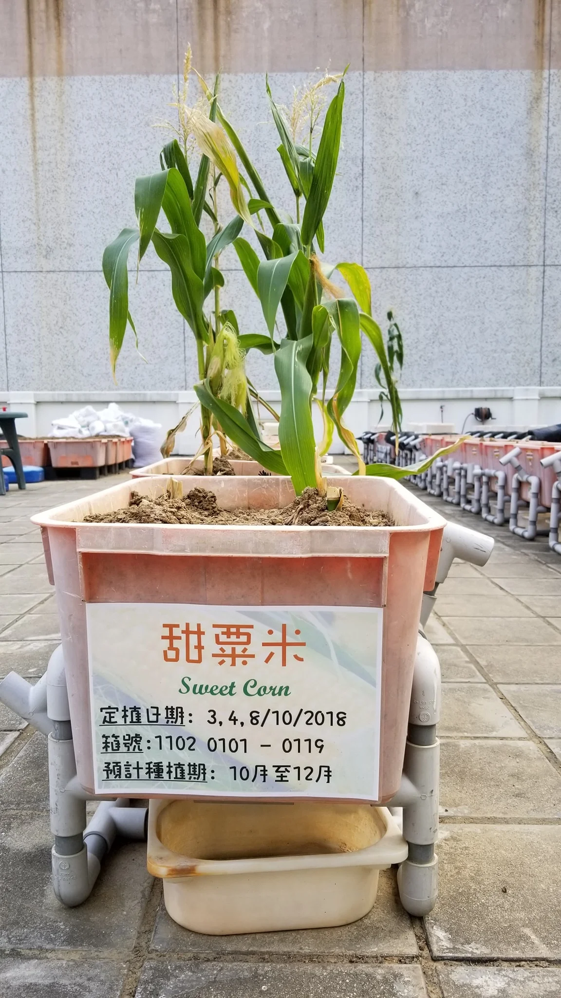 20190127_primary school_4.jpg