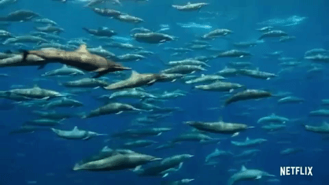 Our Planet dolphins.gif