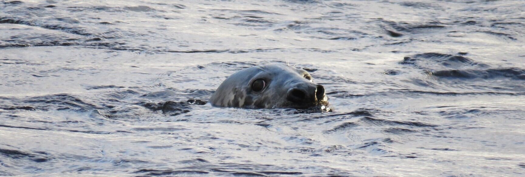 Grey seal flippering about in Spey Bay, Scotland