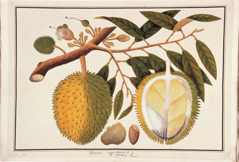 Durian, William Farquhar Collection of Natural History Drawings, 1819-23