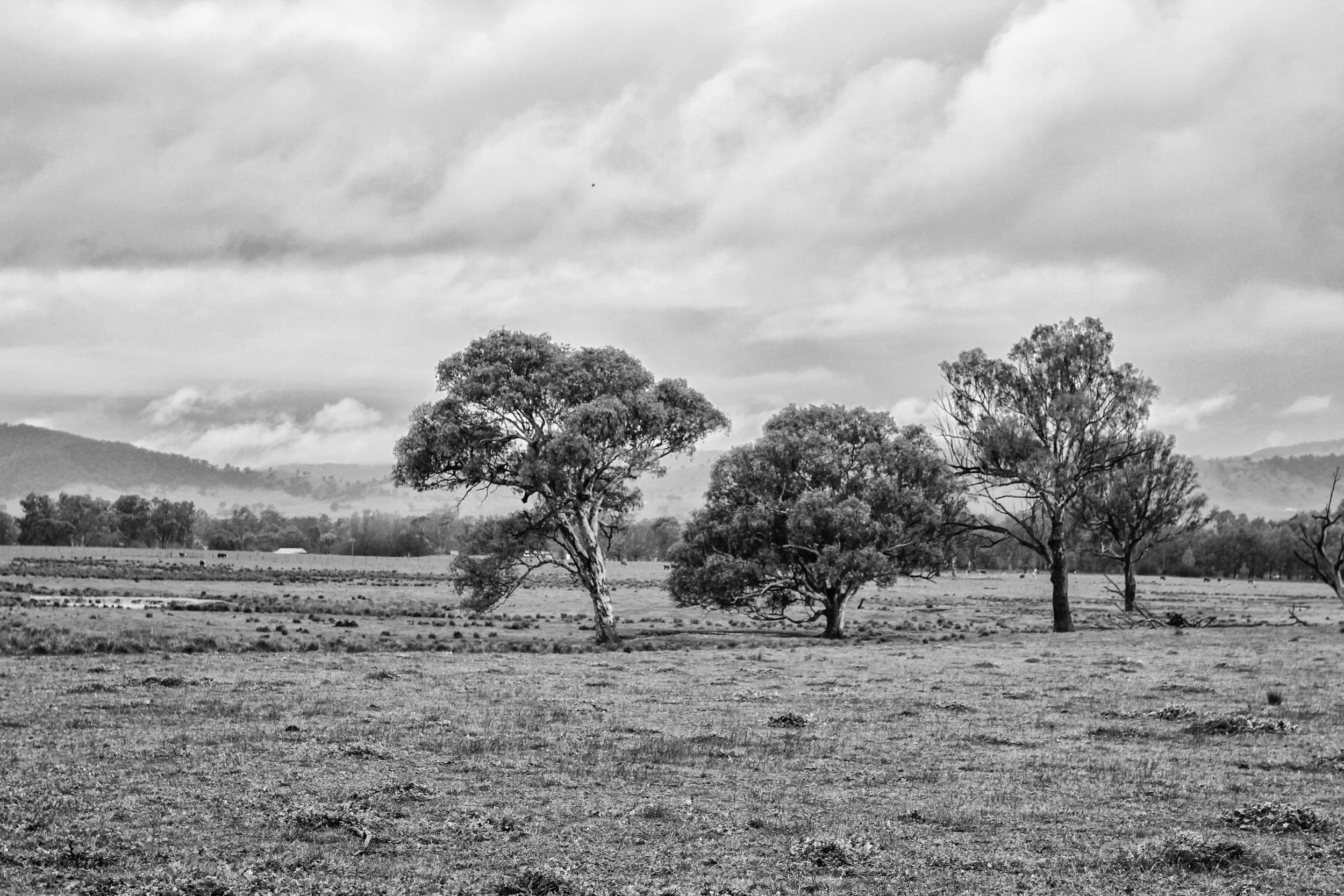 IMG_3933 (BW)-Edit.jpg