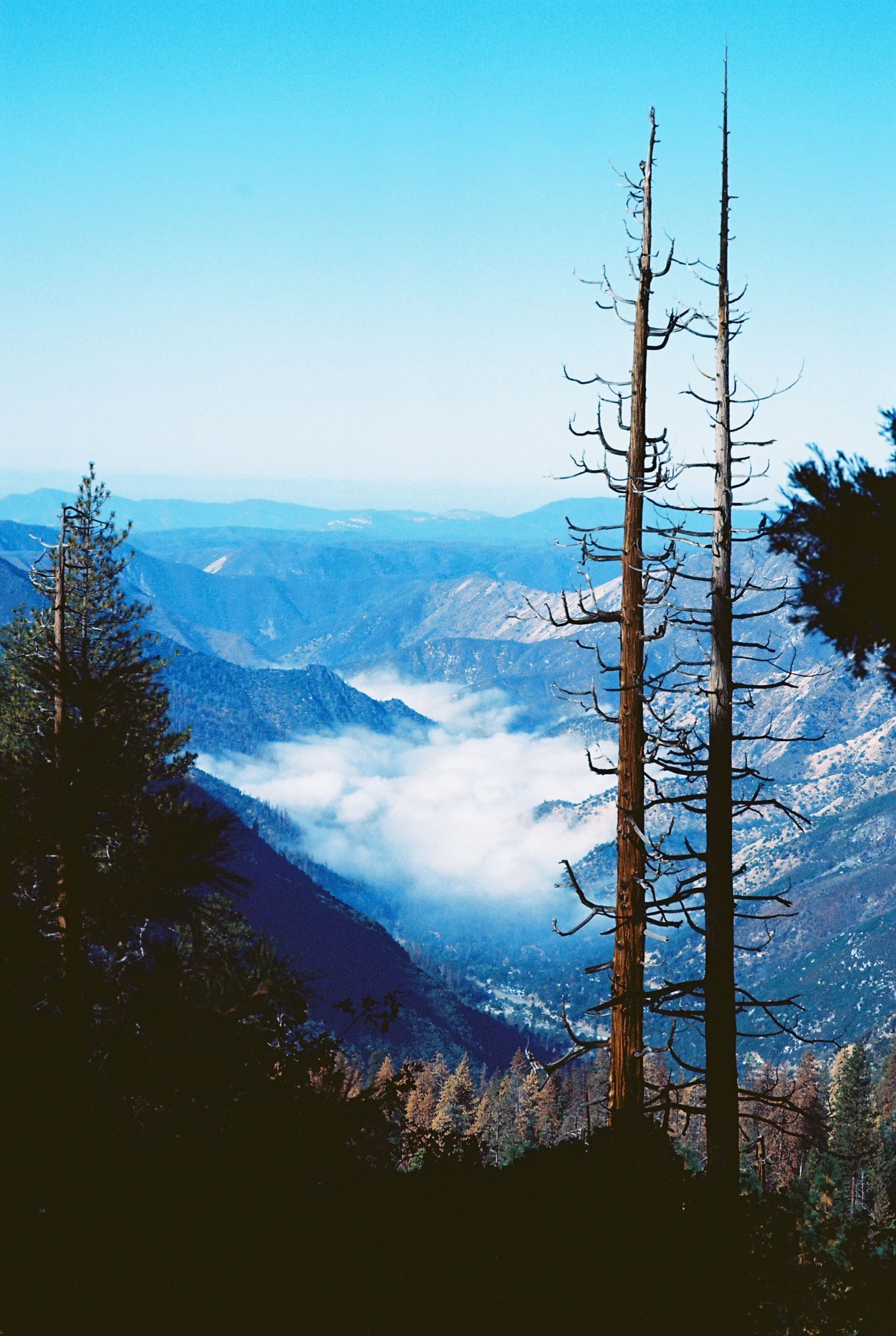 Sugar Pine, California, USA Pentax, LX