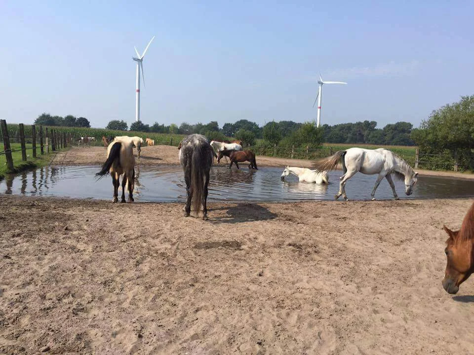 Als paarden mogen kiezen dan nemen ze op warme dagen graag een bad.