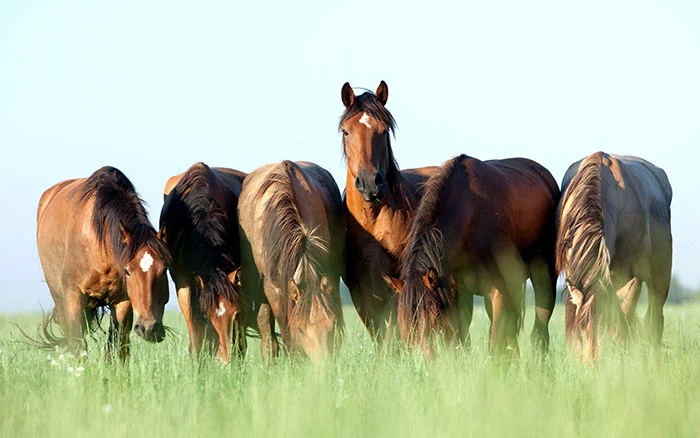 Een paard eet ongeveer 3 tot 4 kilo gras per uur op een een weide met graslengte van > 5 cm.