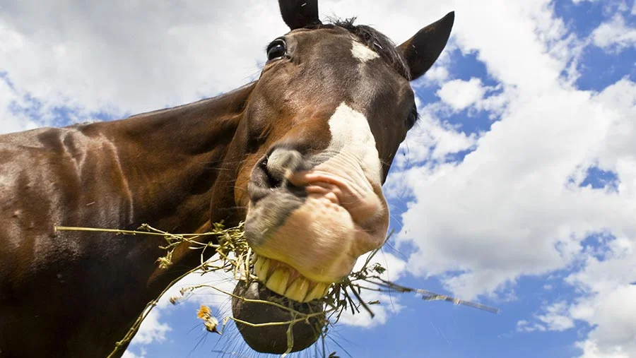 Een paard kauwt 30 - 40 minuten op 1 kg hooi en slechts 10 - 15 minuten op een kilo krachtvoer. Het aantal kauwbewegingen per minuut bij ruwvoer ligt tussen 800 tot 1200, terwijl bij krachtvoer slechts rond de 85. 1 kg hooi produceert 3 tot 5 liter speeksel terwijl 1 kilo krachtvoer slechts 1 tot 1,5 liter.