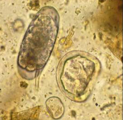 Screen Shot 05-05-20 at 10.37 PM.PNG