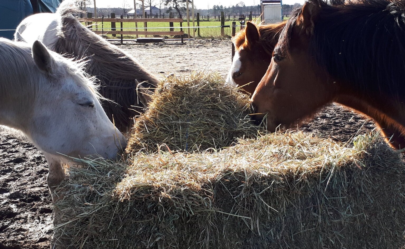 Verrast eigenaar Schaduw Hoeveel kost een paard? — Barbara Hoekstra