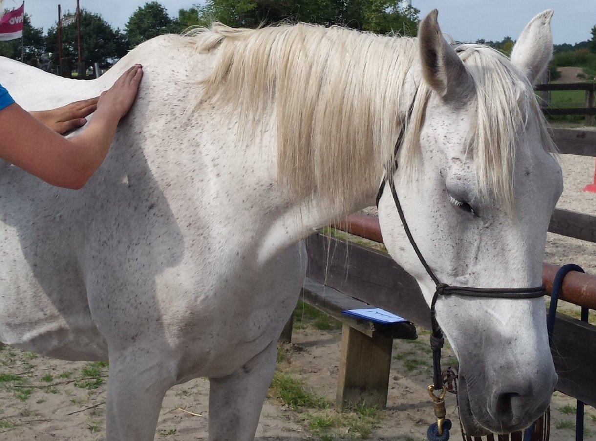 Verrast eigenaar Schaduw Hoeveel kost een paard? — Barbara Hoekstra