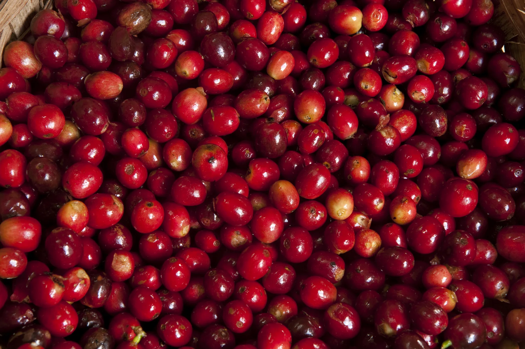 Ripened coffee cherries