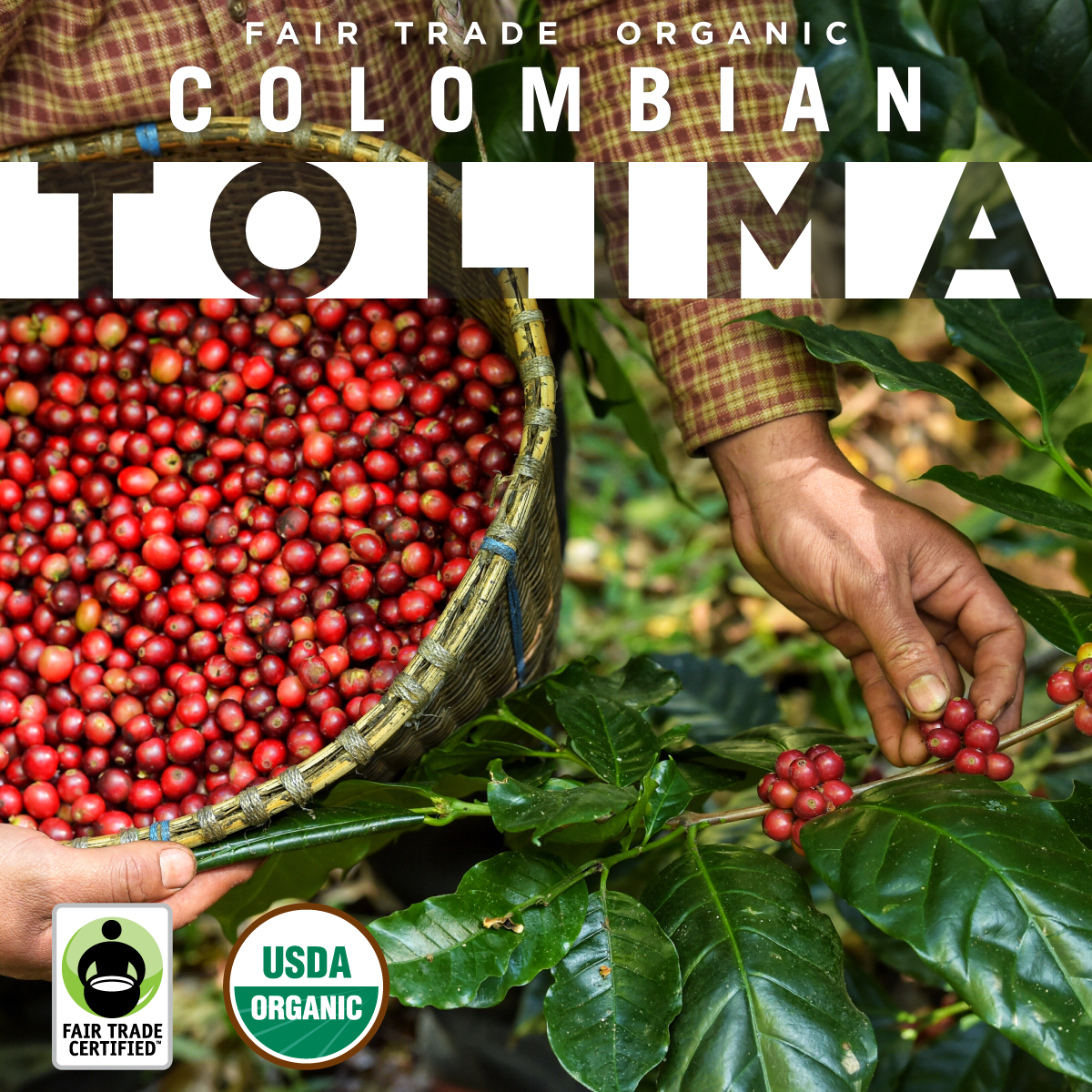 FTO Colombian Tolima Sq.png