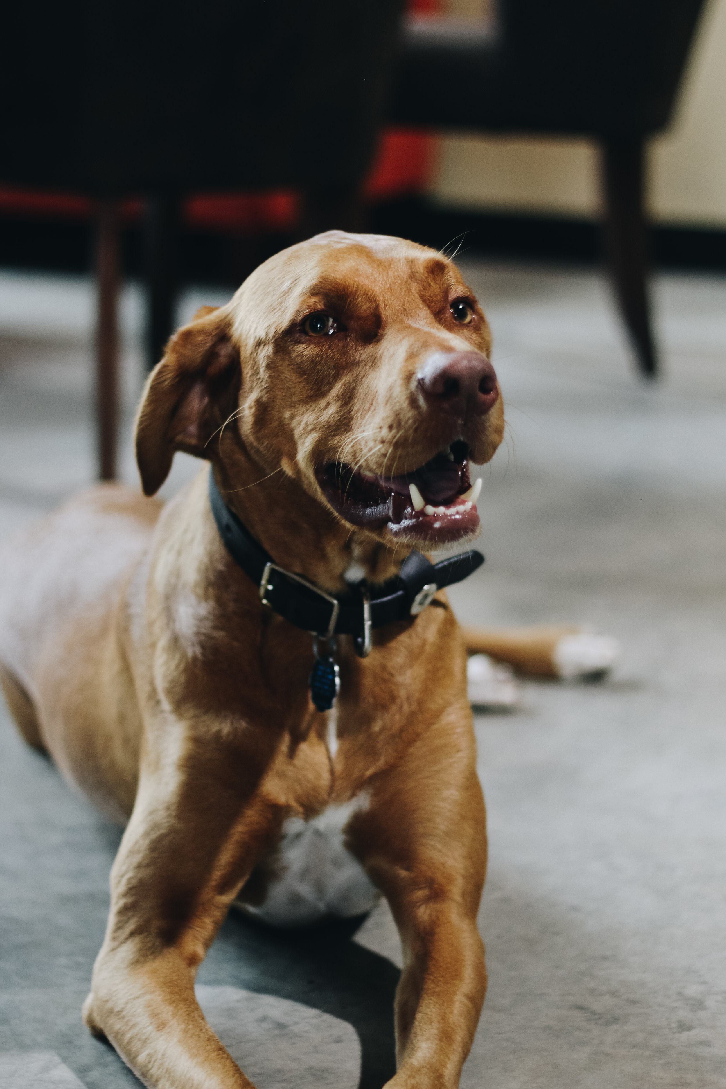 The Shop Dog