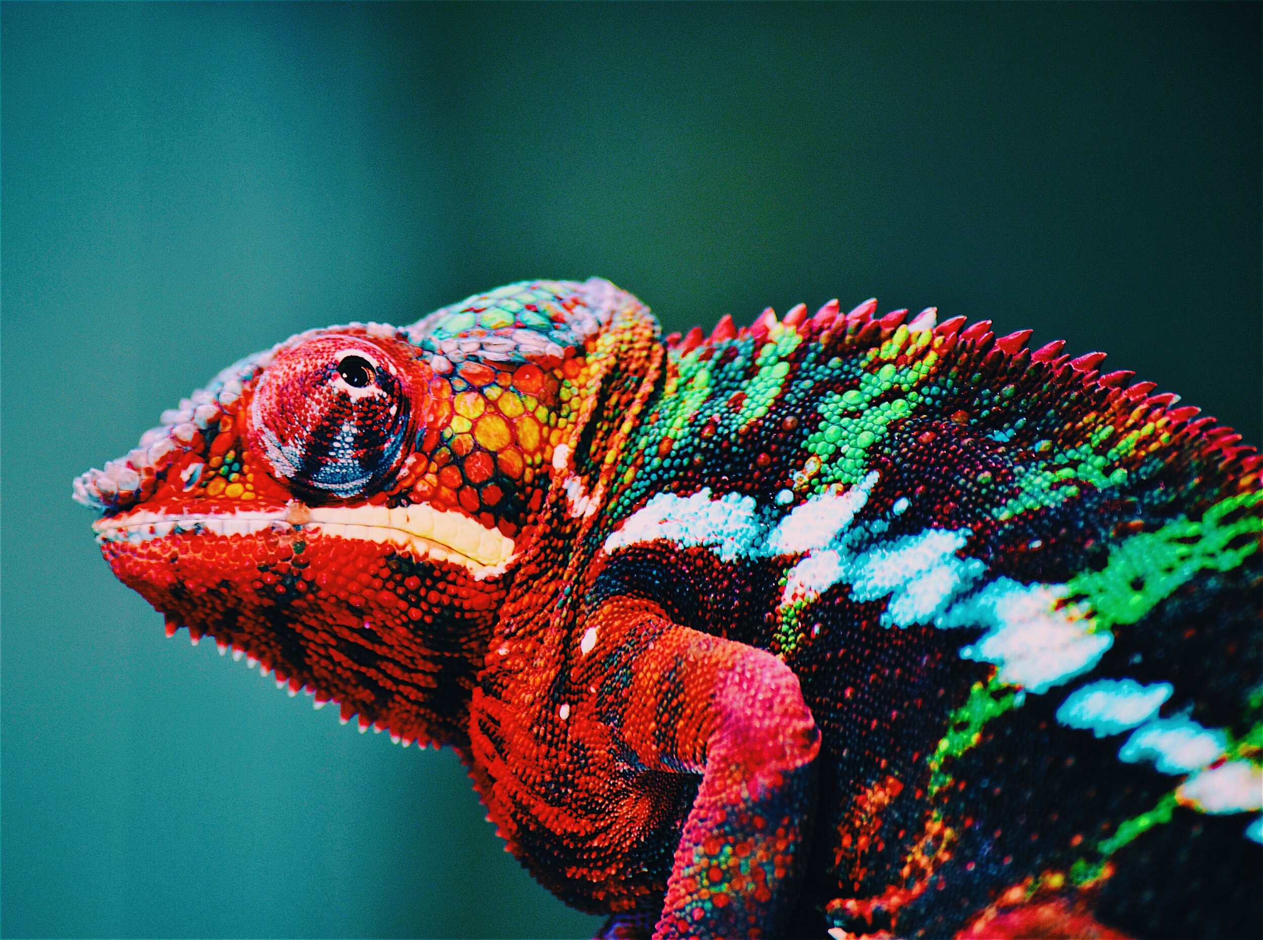 Personality chameleon is what a Social Chameleons