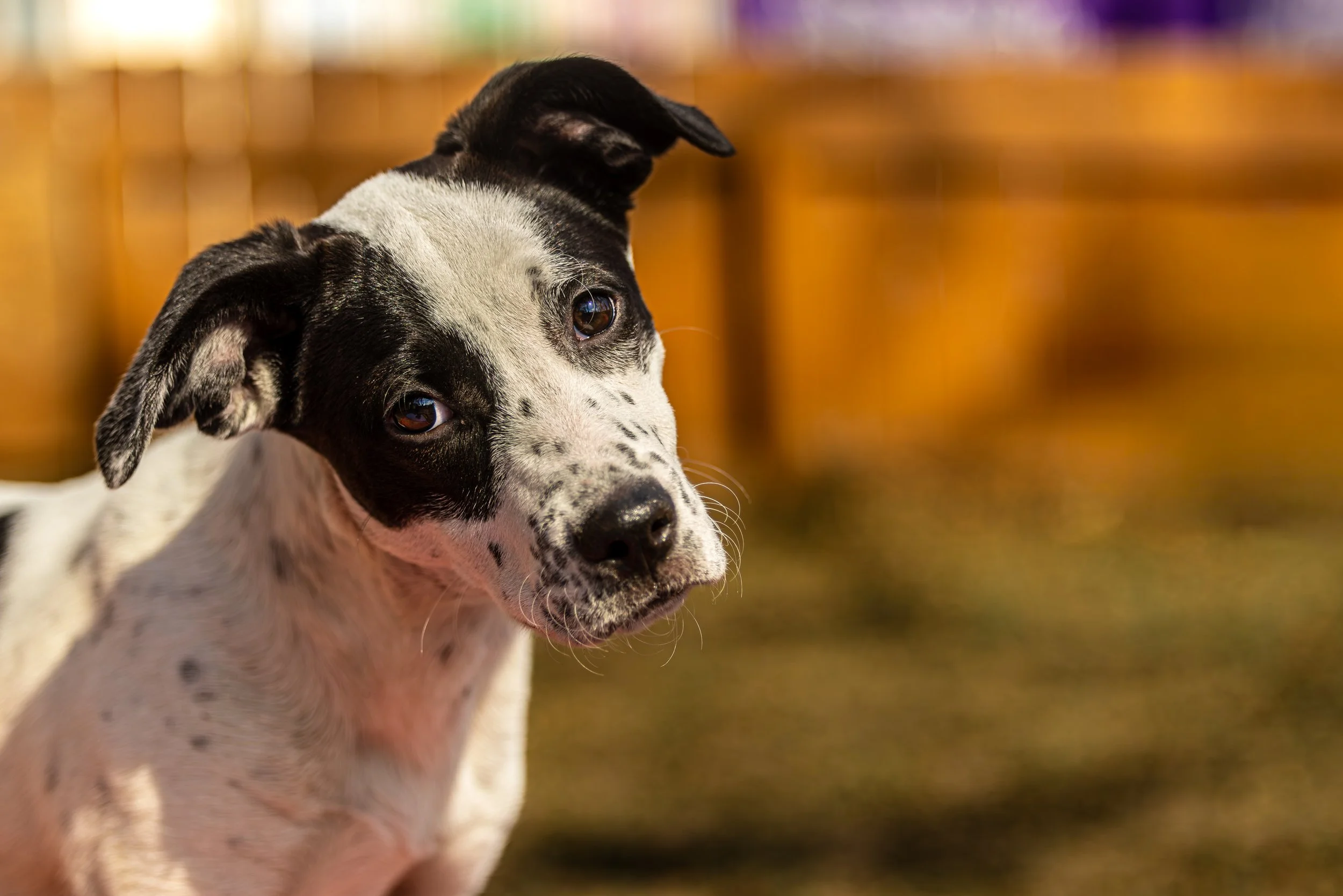 Sweet Potato14Feb2026306.jpg
