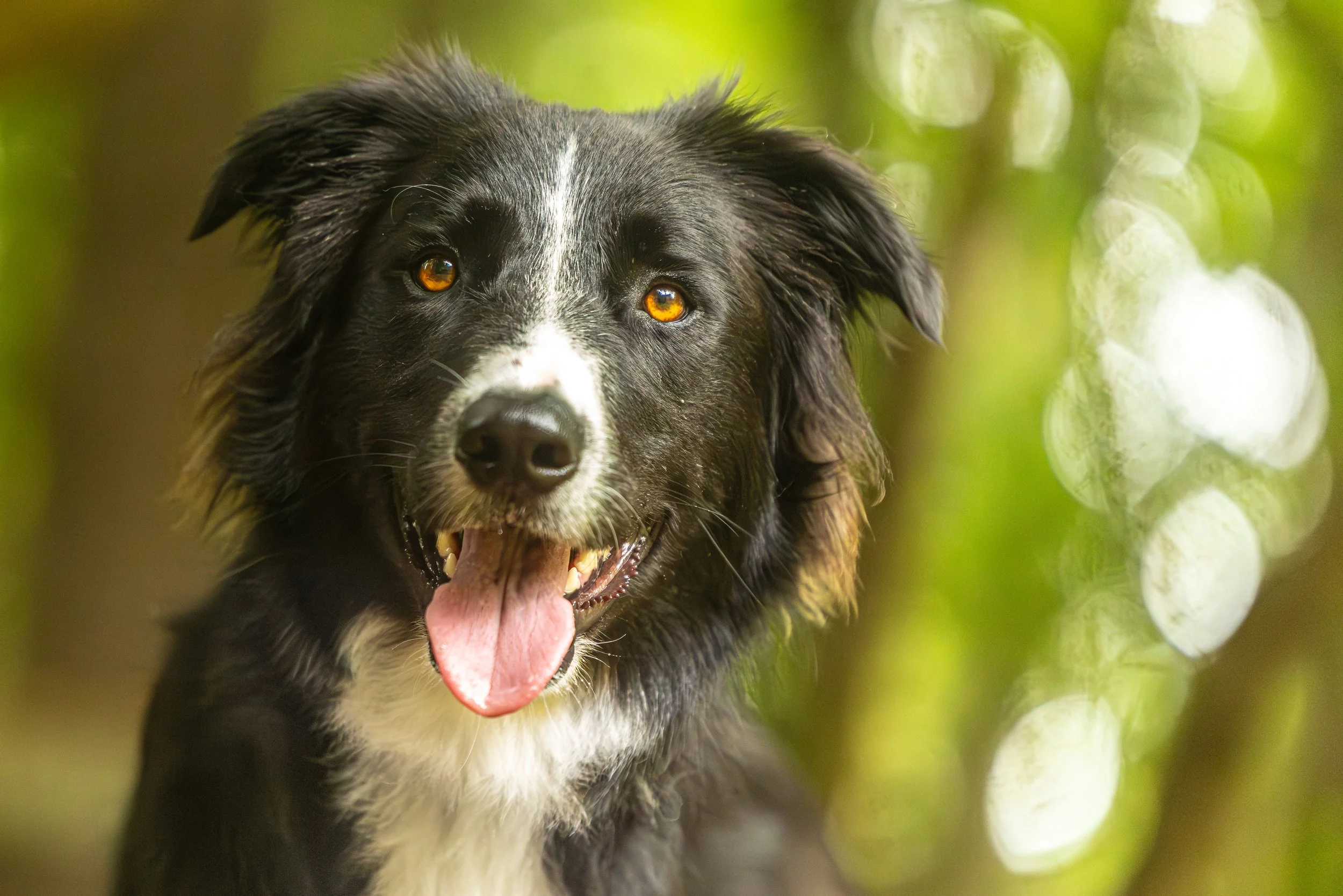 Baxter23May20261424.jpg