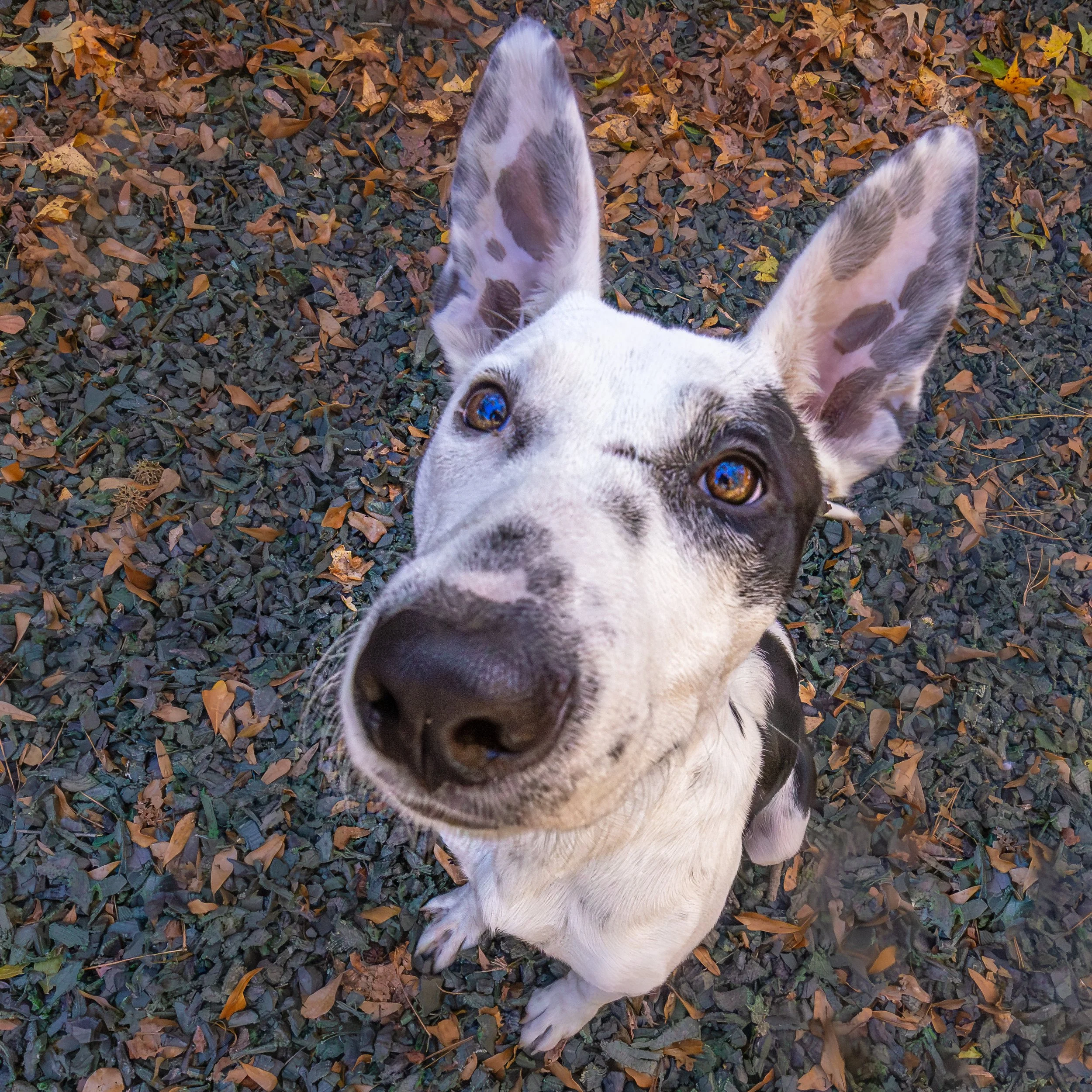 Spuds Mckenzie23Nov20241344-Enhanced-NR.jpg