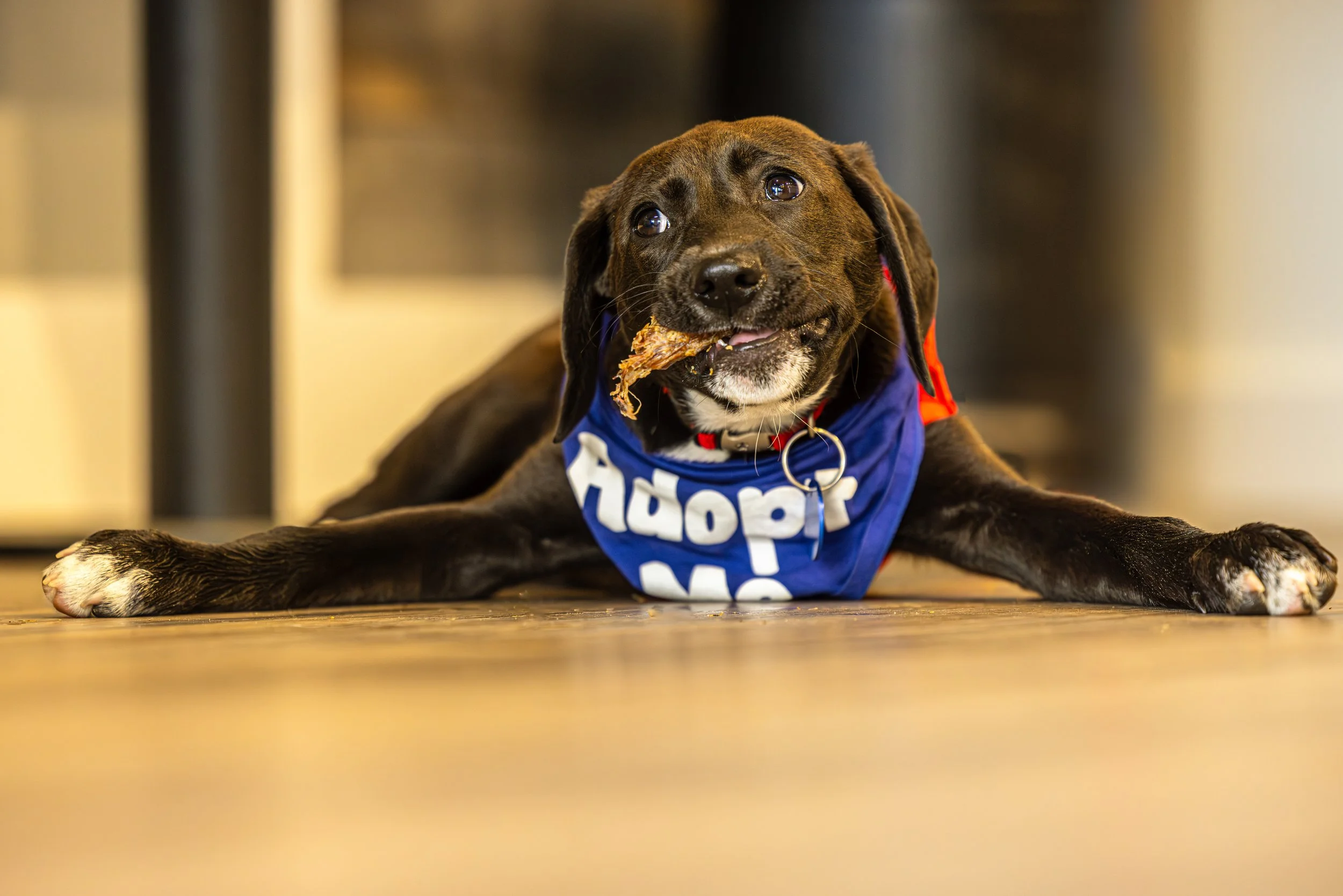 Wags N' walks23Mar20240538-Enhanced-NR-Edit.jpg