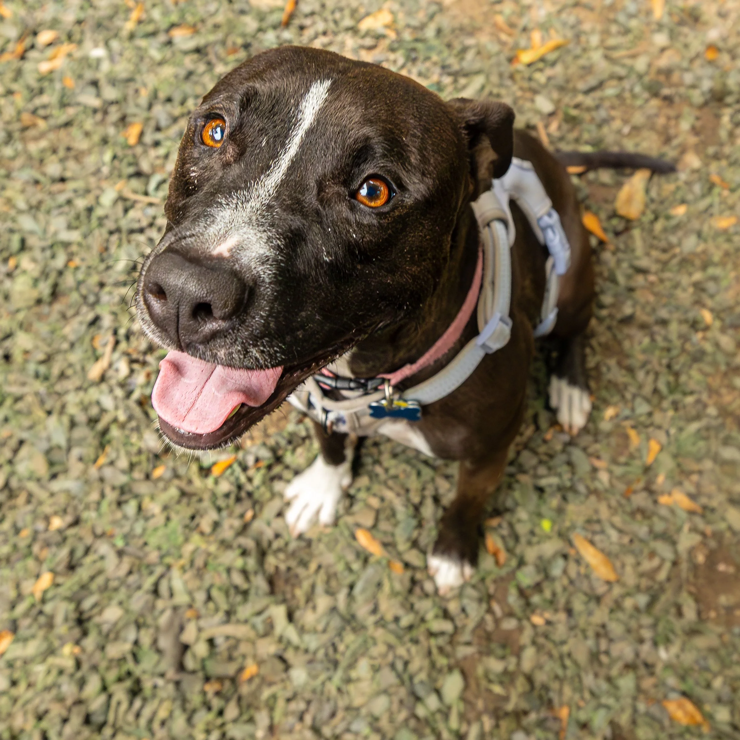 Patty Cake25May202483-Enhanced-NR.jpg