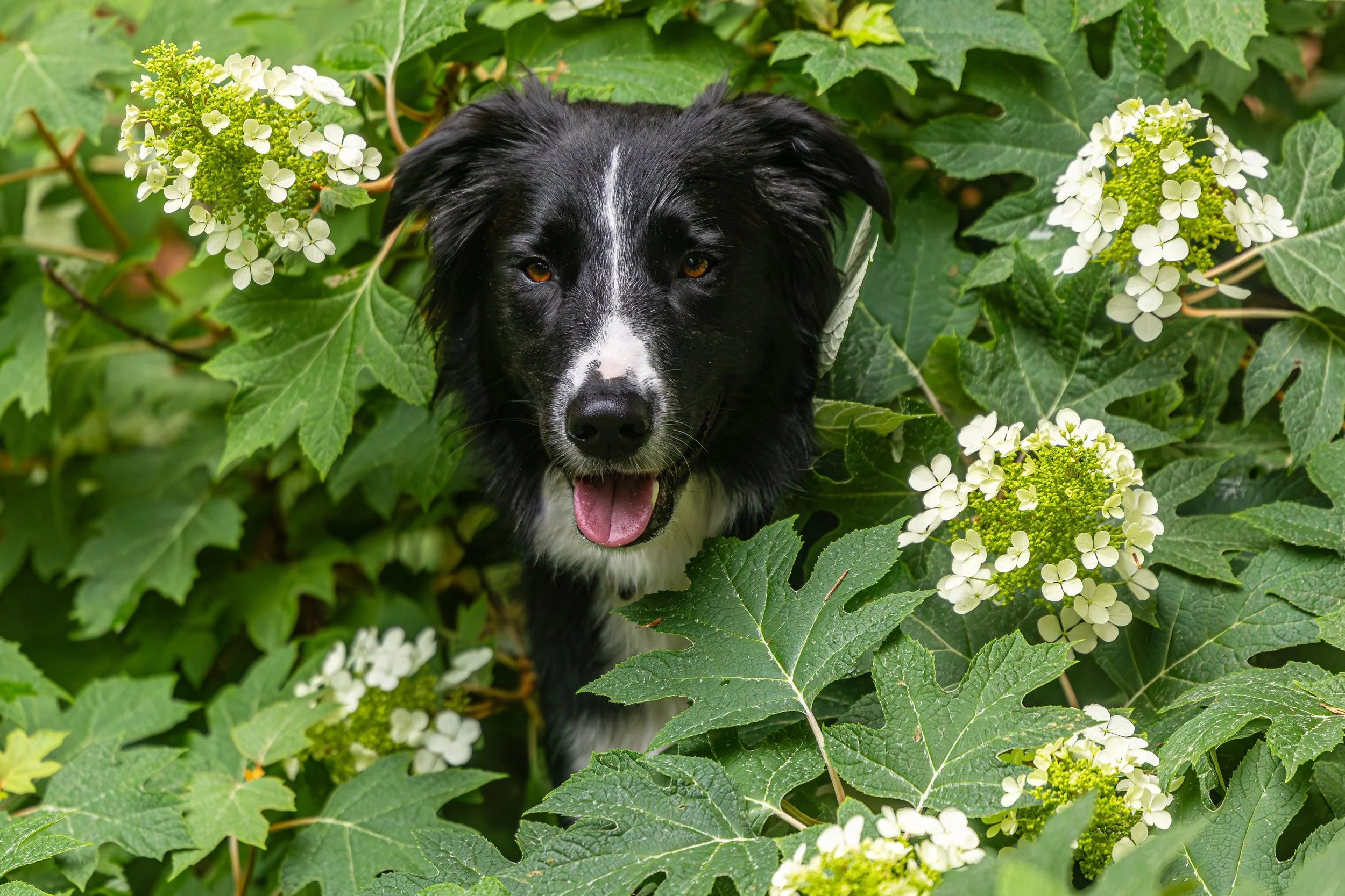 Baxter23May20262166.jpg