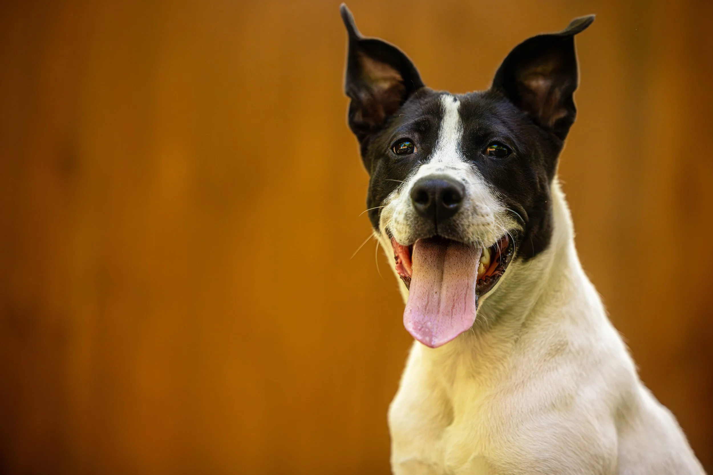 Teddy Bear13April2024286-Enhanced-NR.jpg