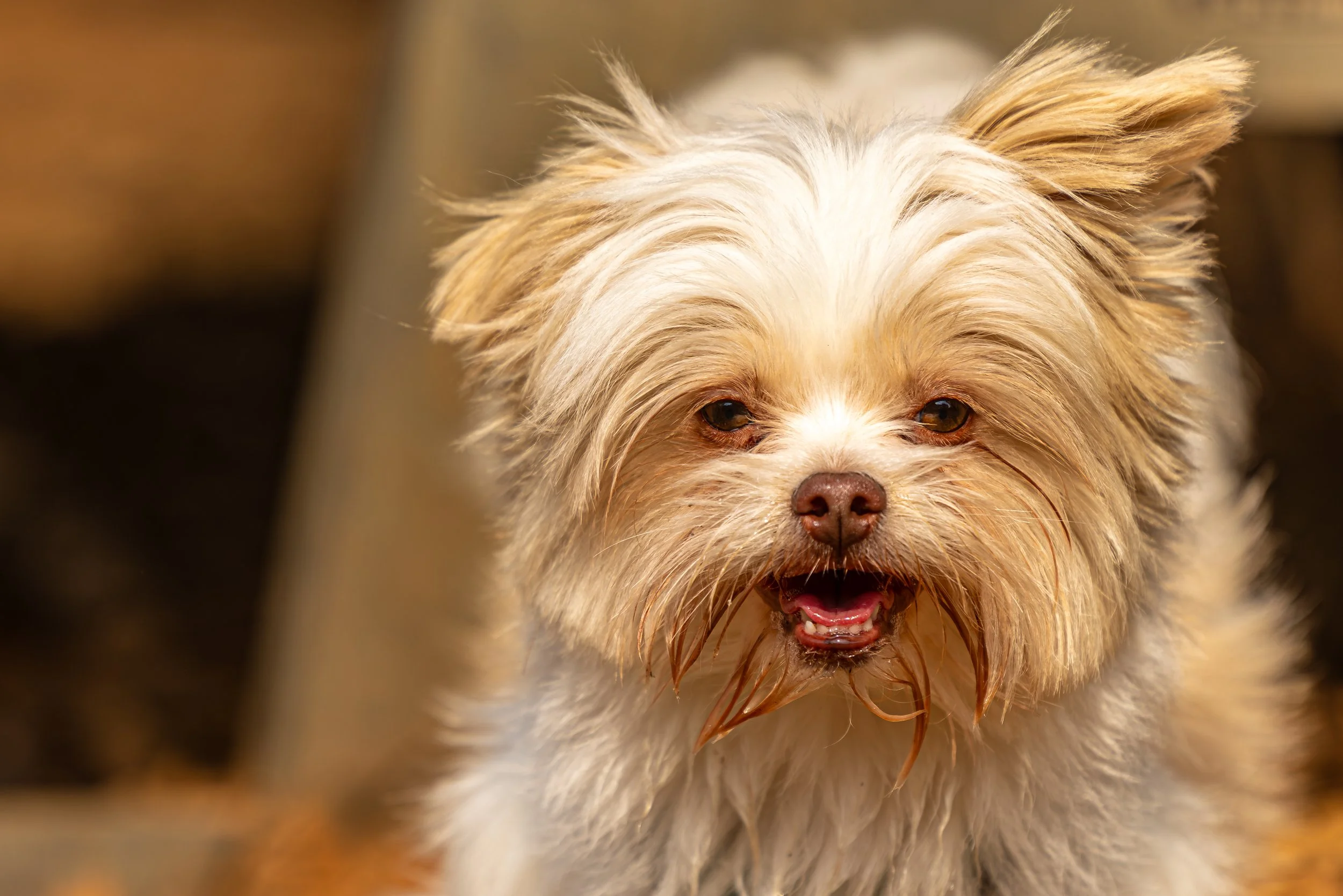 Speak Party18Oct20252146.jpg