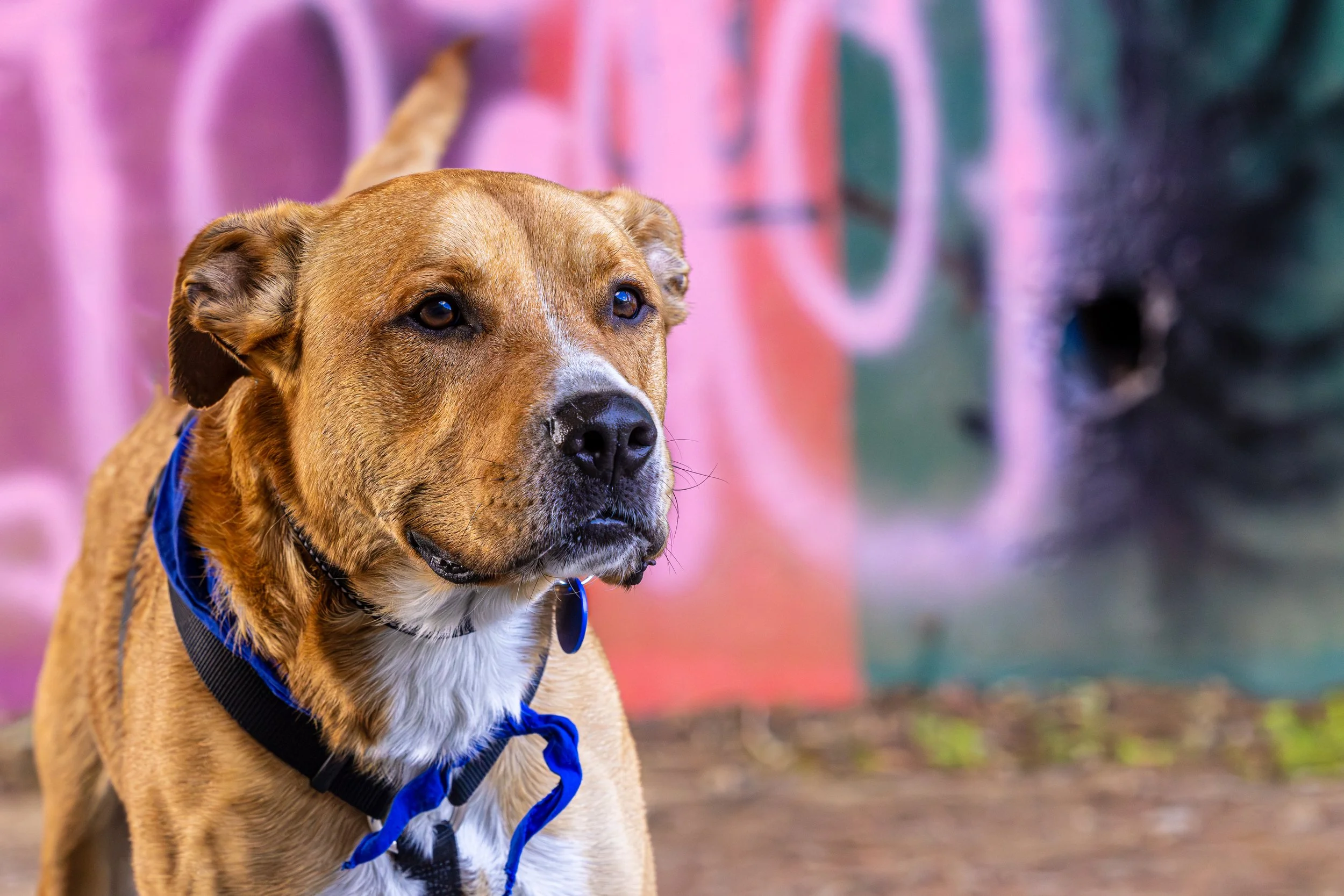 Wags N' walks23Mar20240713-Enhanced-NR-Edit.jpg