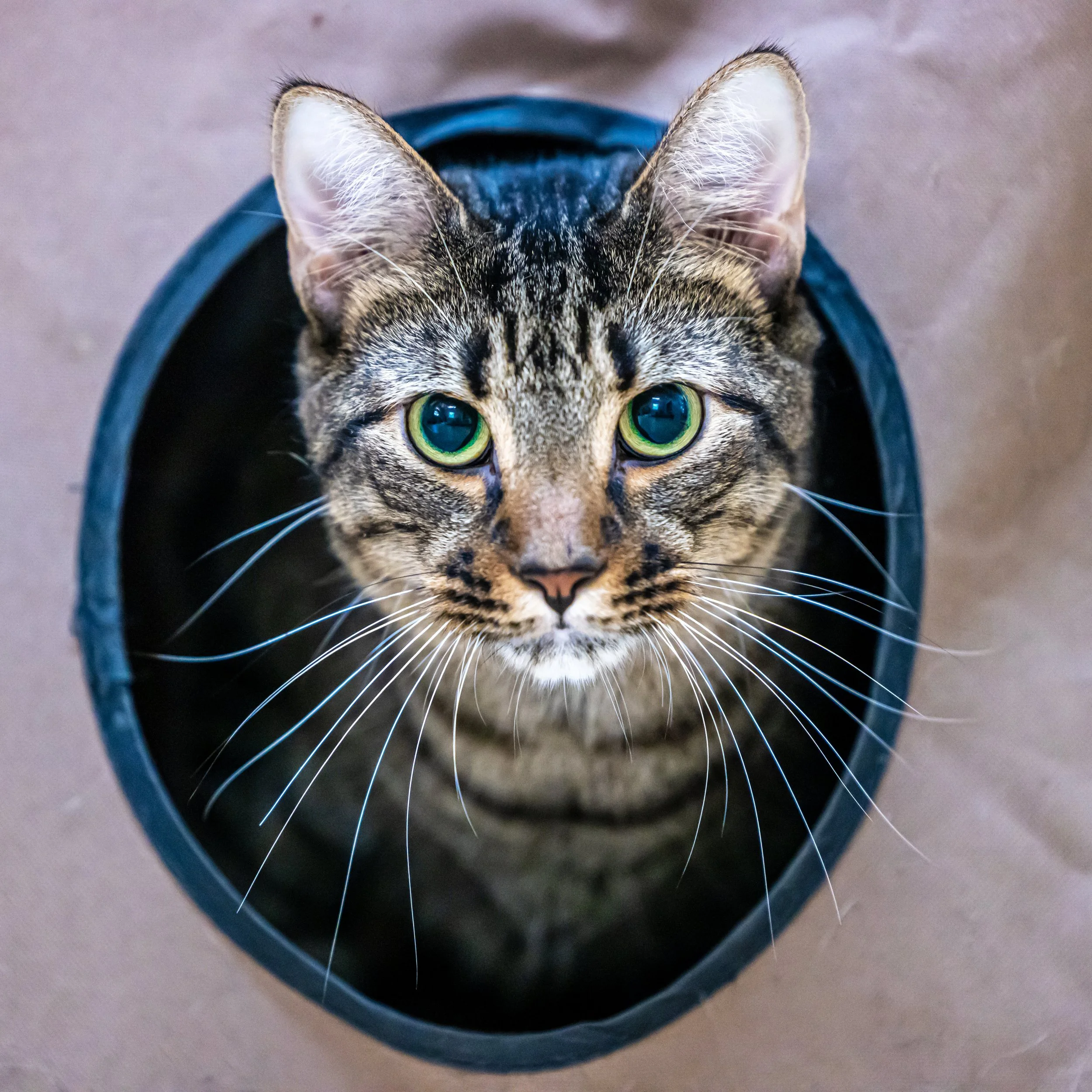 Moo Shu18Sep20210003.jpg