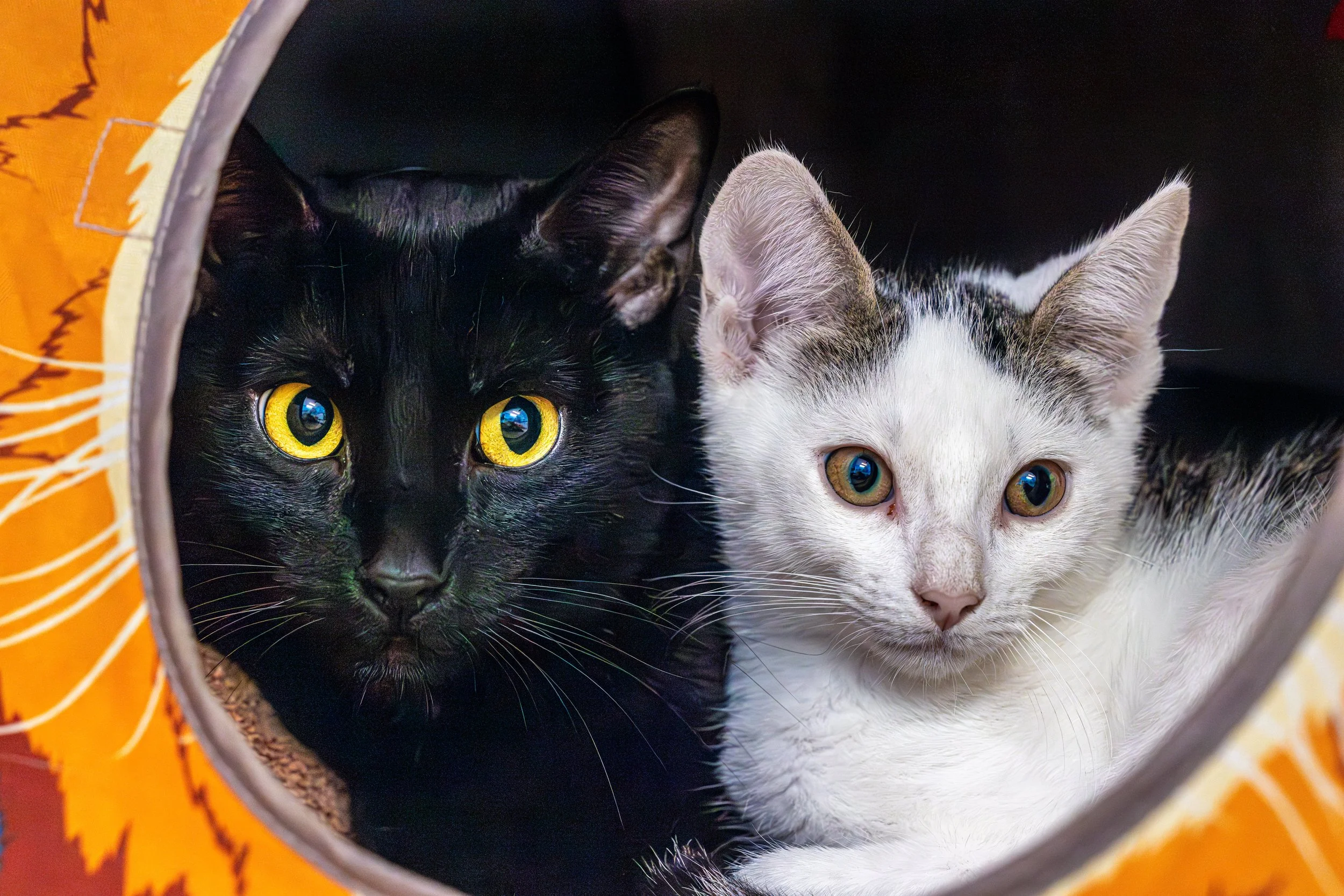 Dobby and Jelly Bean05Jul20257.jpg