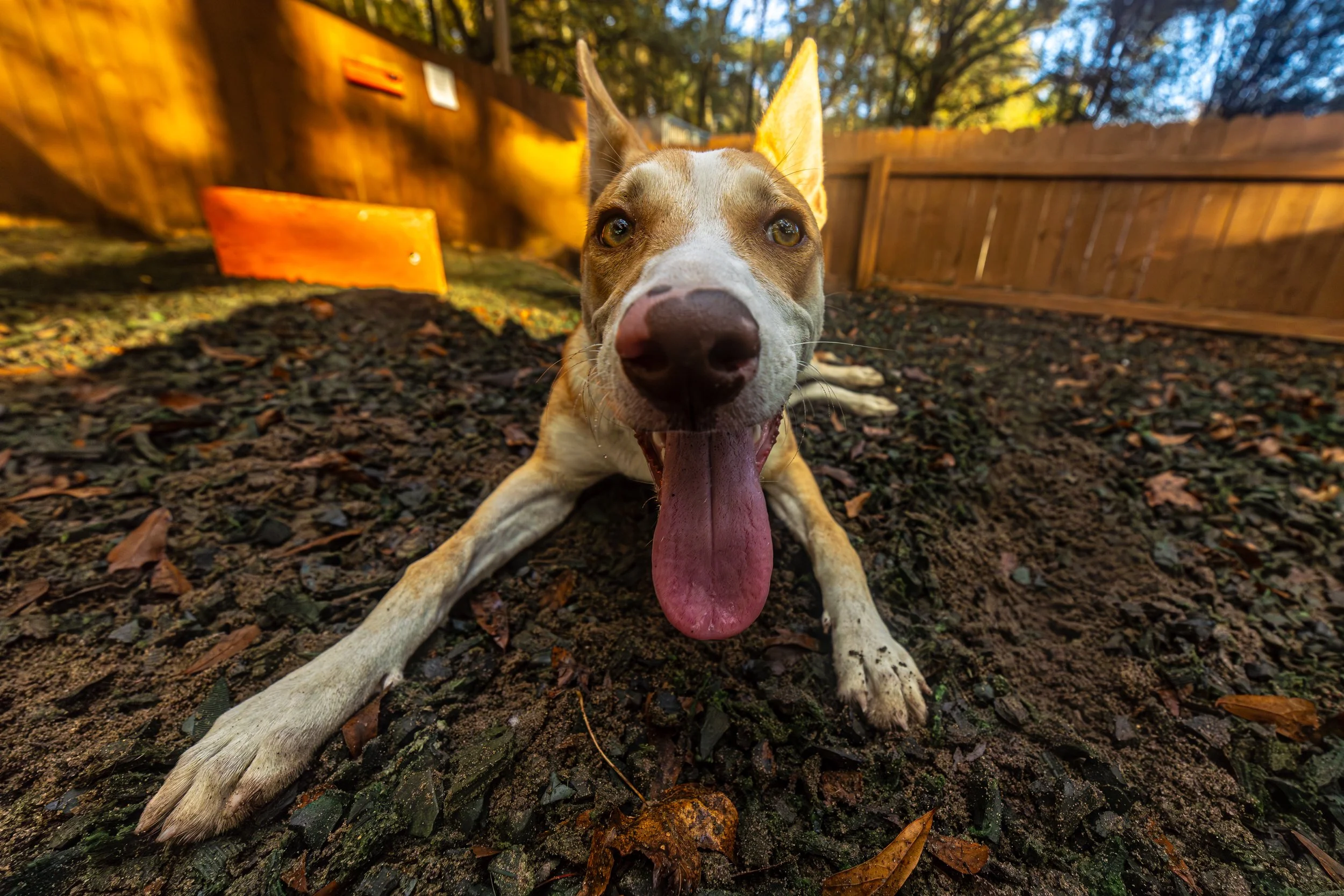 Tina MaLarge09Nov2024576-Enhanced-NR.jpg