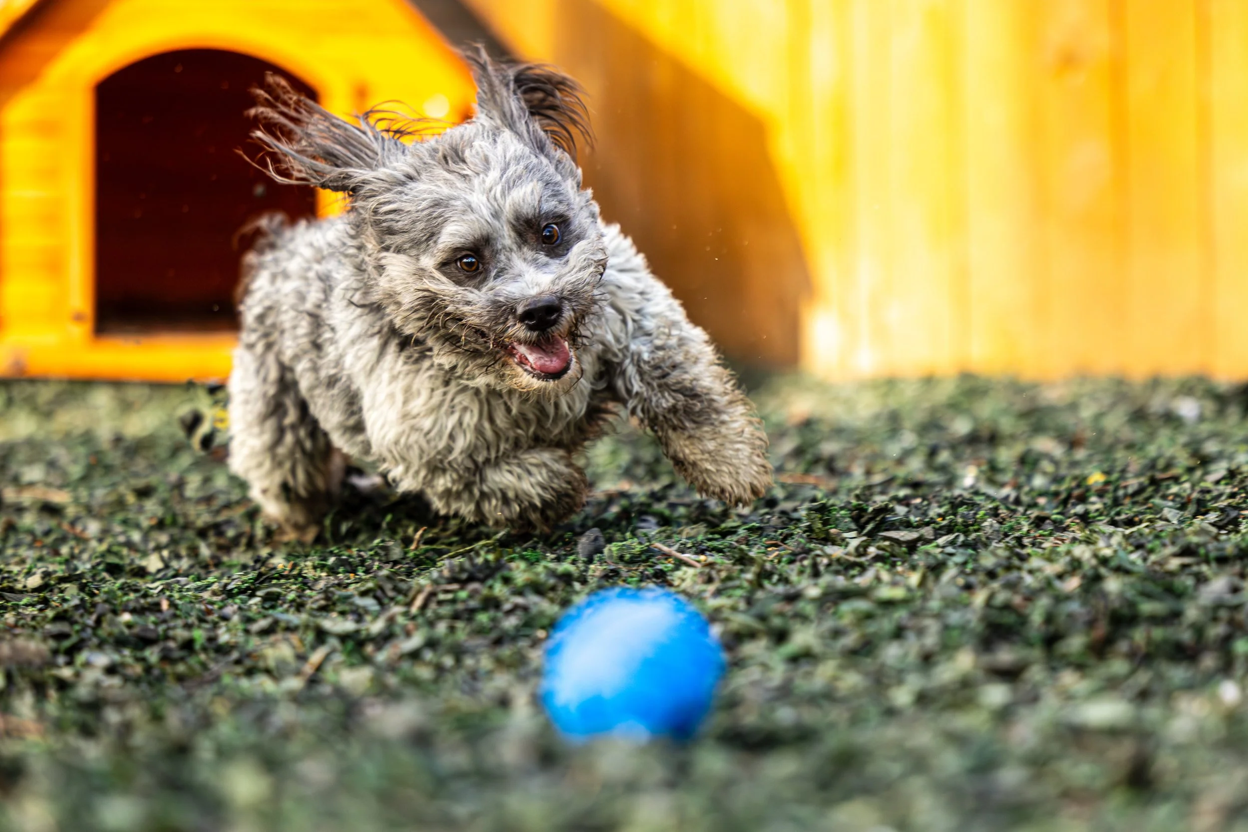 Cocoa Bean16March2024193-Enhanced-NR.jpg