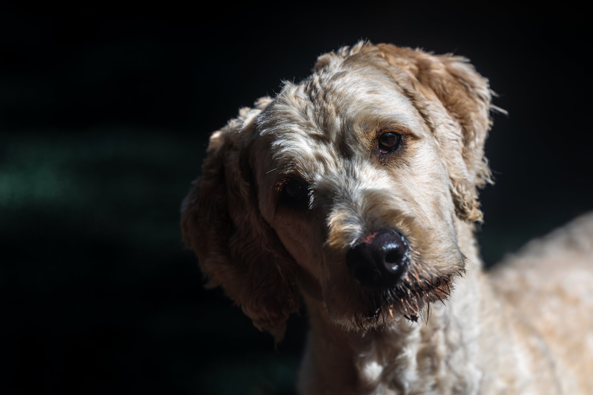 Bark Ruffalo06Jun2026189.jpg