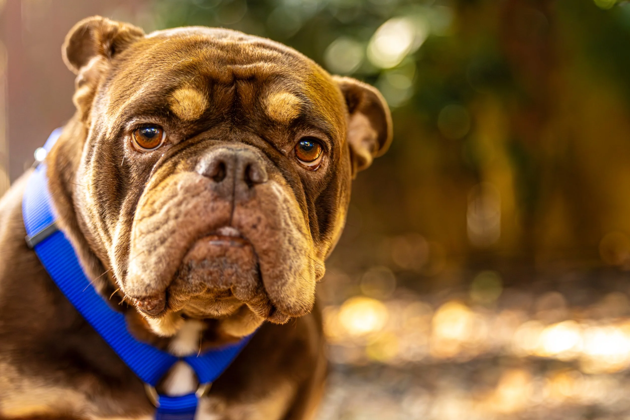 Lady Browser17August202437-Enhanced-NR.jpg