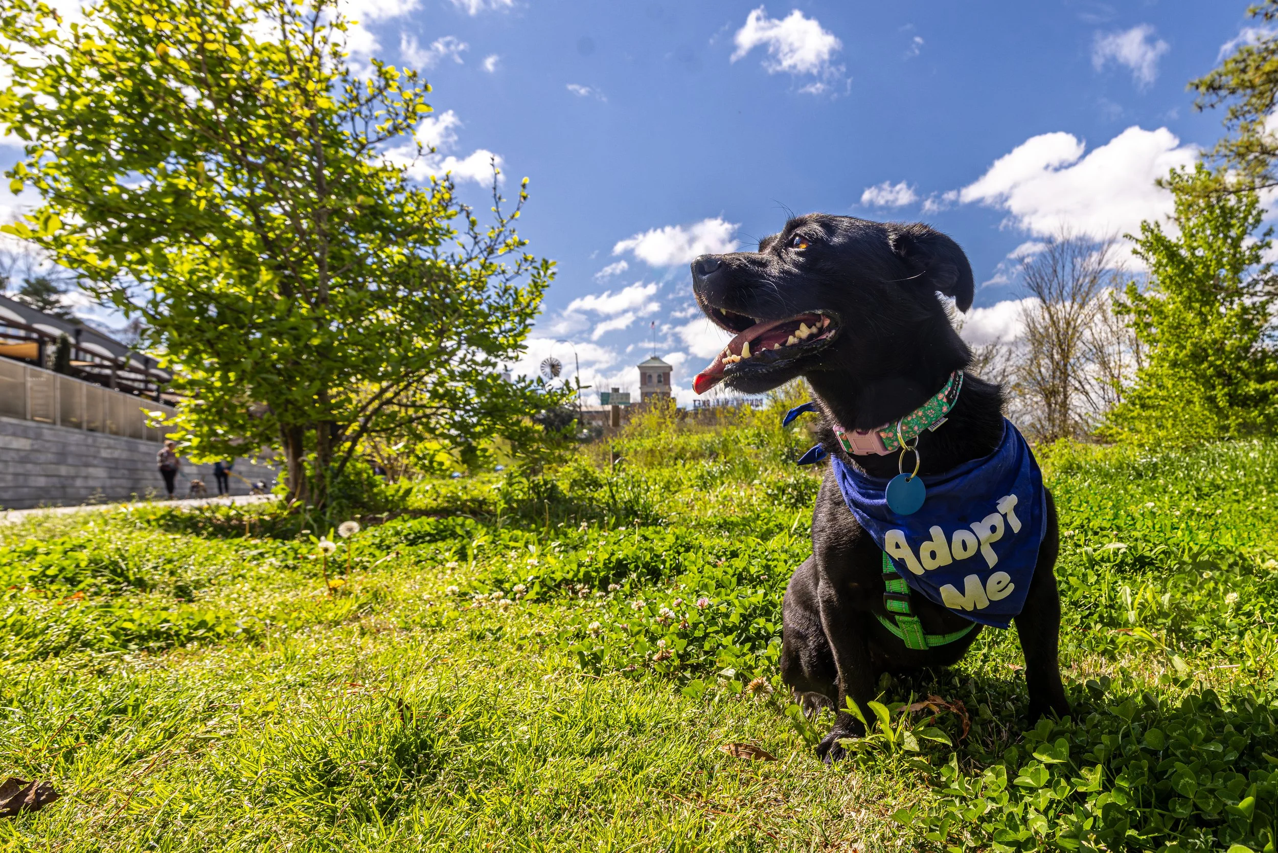 Wags N' walks23Mar20241307-Enhanced-NR-Edit.jpg