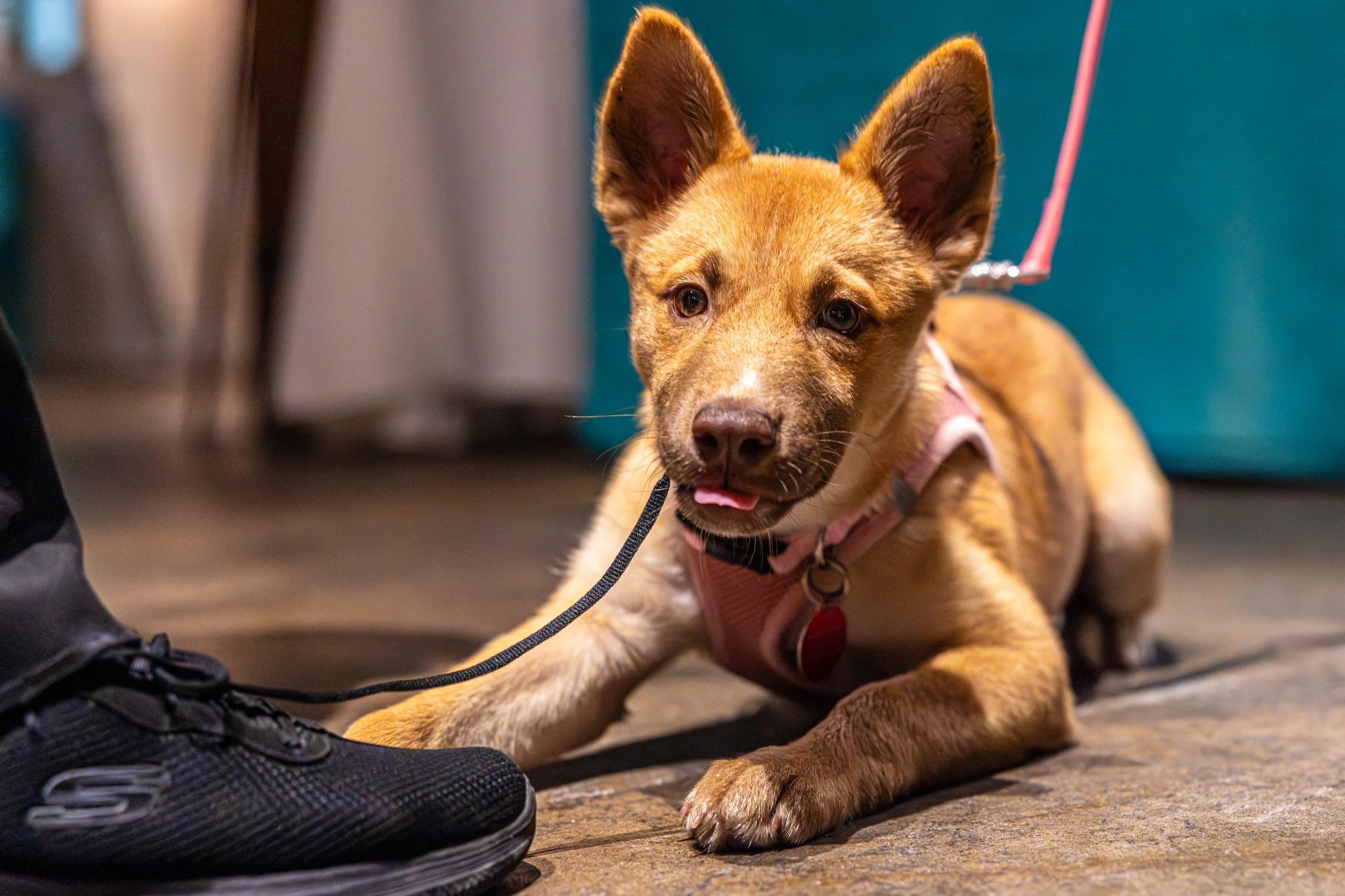 Party for the Paws 202526Sep2025536.jpg