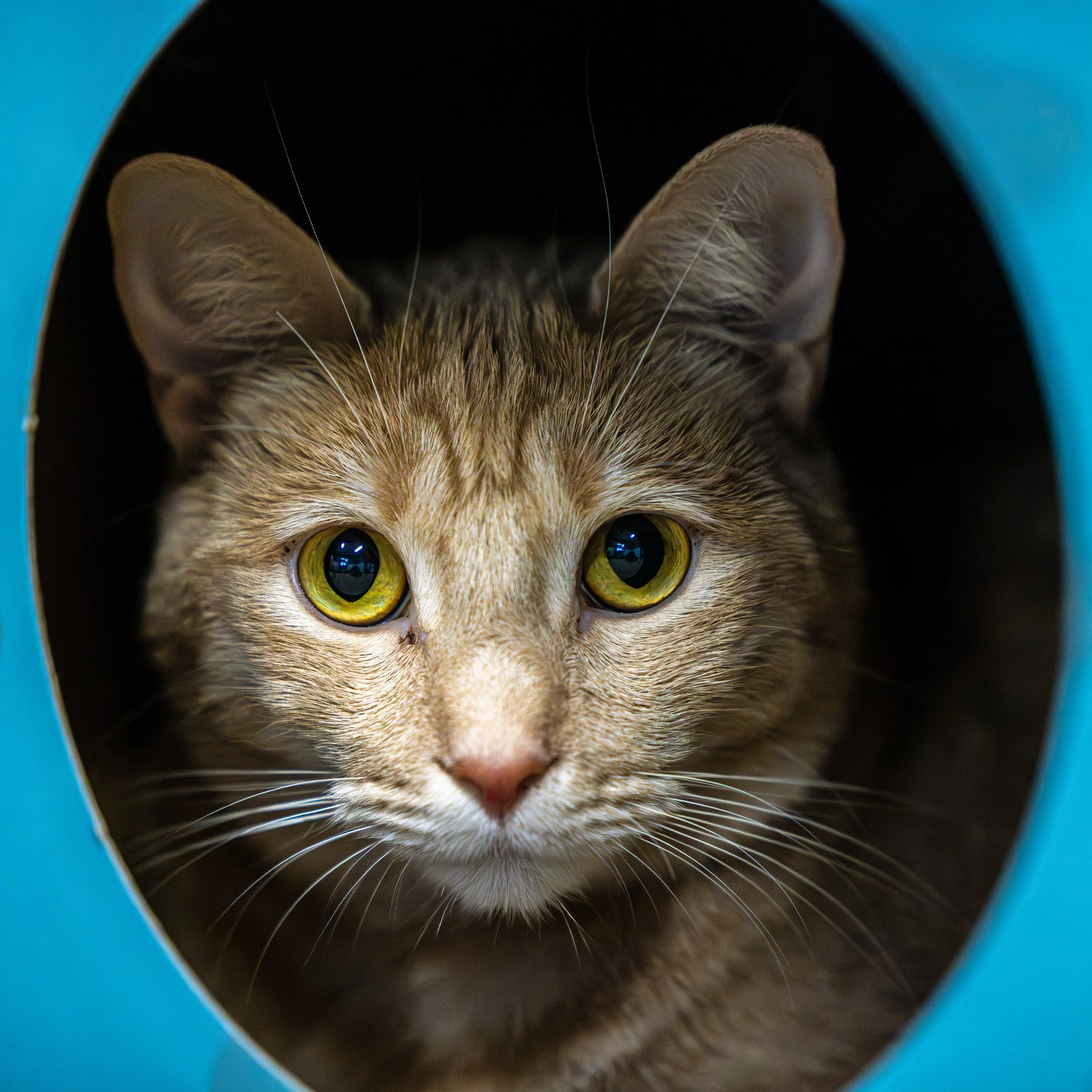 Coco Birdie25May202418-Enhanced-NR.jpg