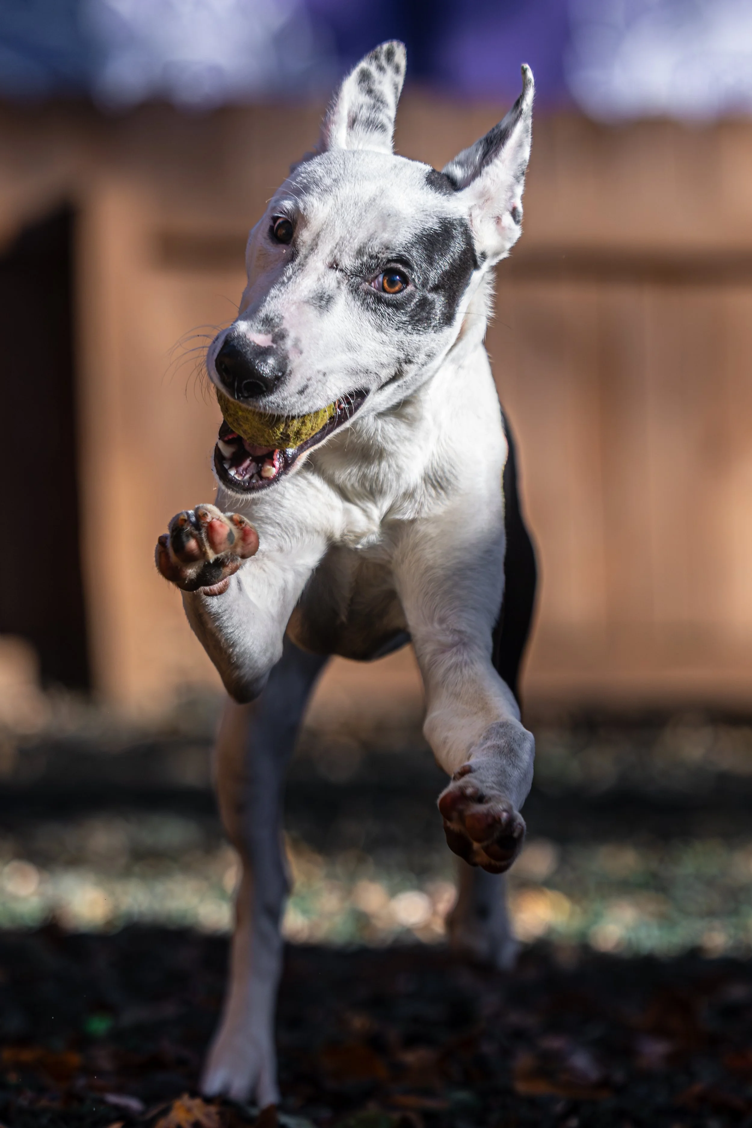 Spuds Mckenzie23Nov2024612-Enhanced-NR.jpg