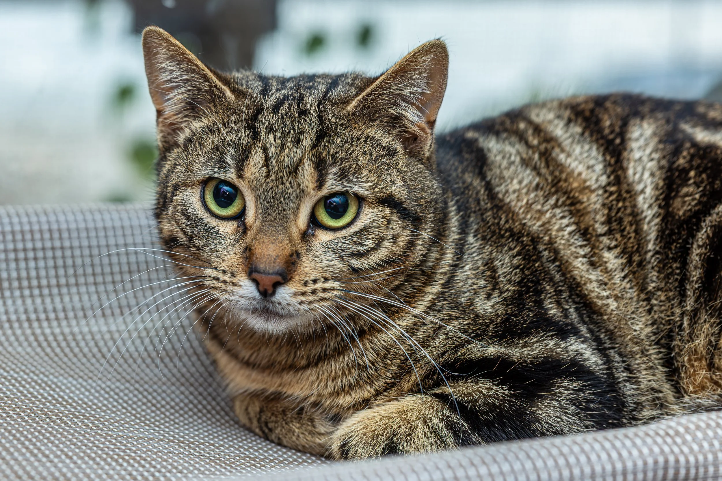 Tiger Lilly16February2024003-Enhanced-NR.jpg