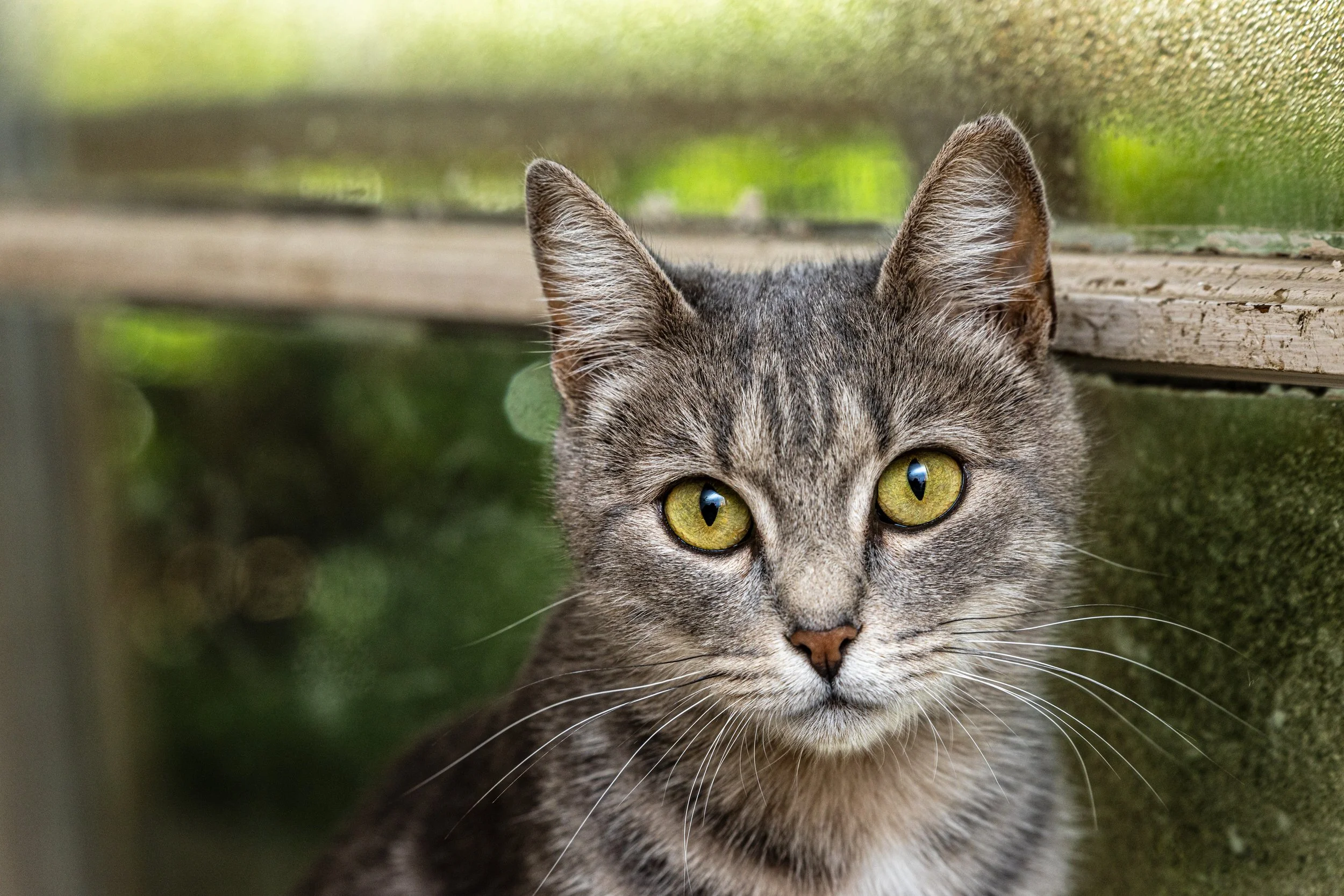 Thelma Lou10Aug20196.jpg